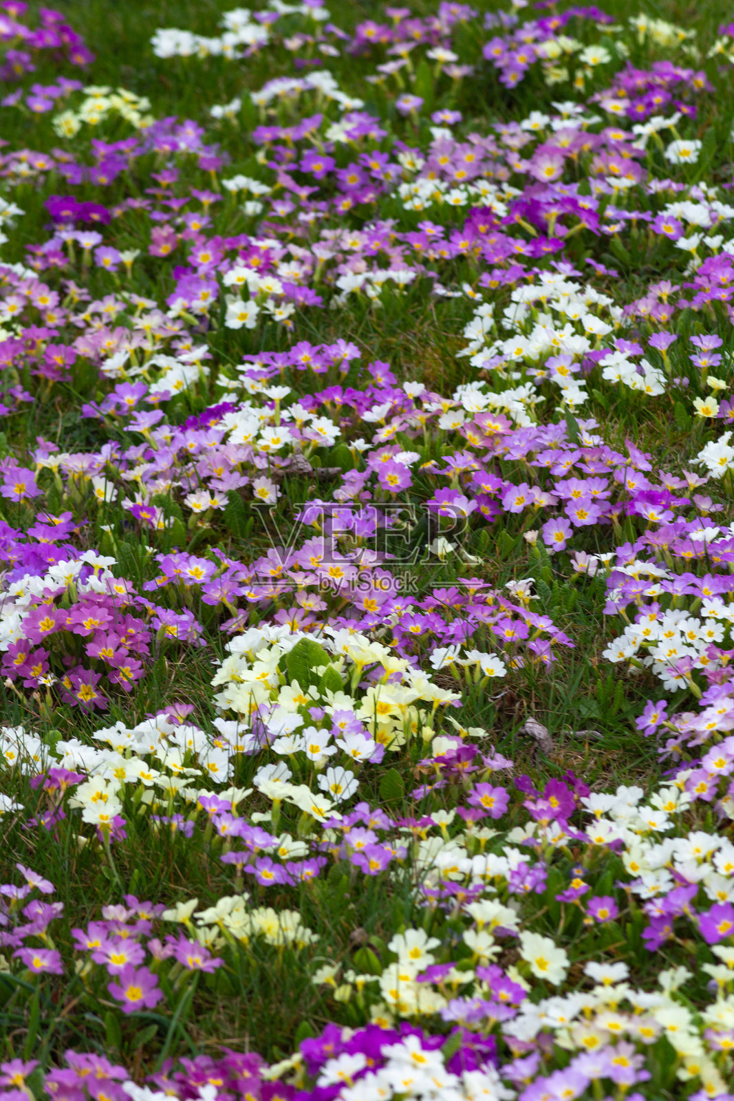 东部春天的花照片摄影图片