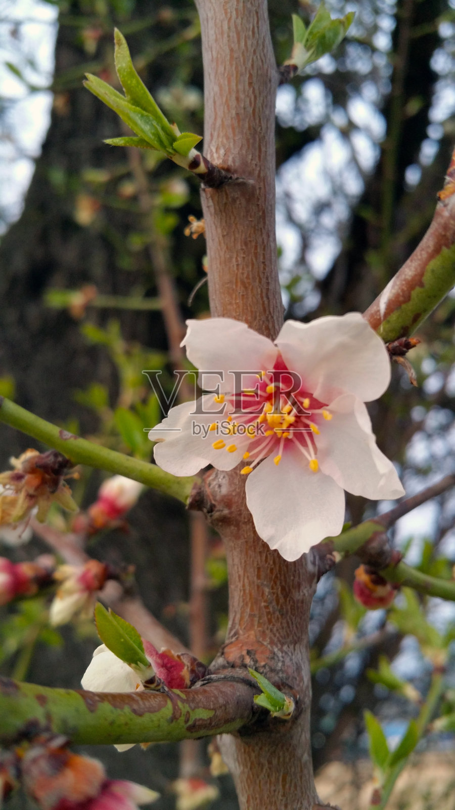 苹果花白色的花和蓝天春天的背景照片摄影图片