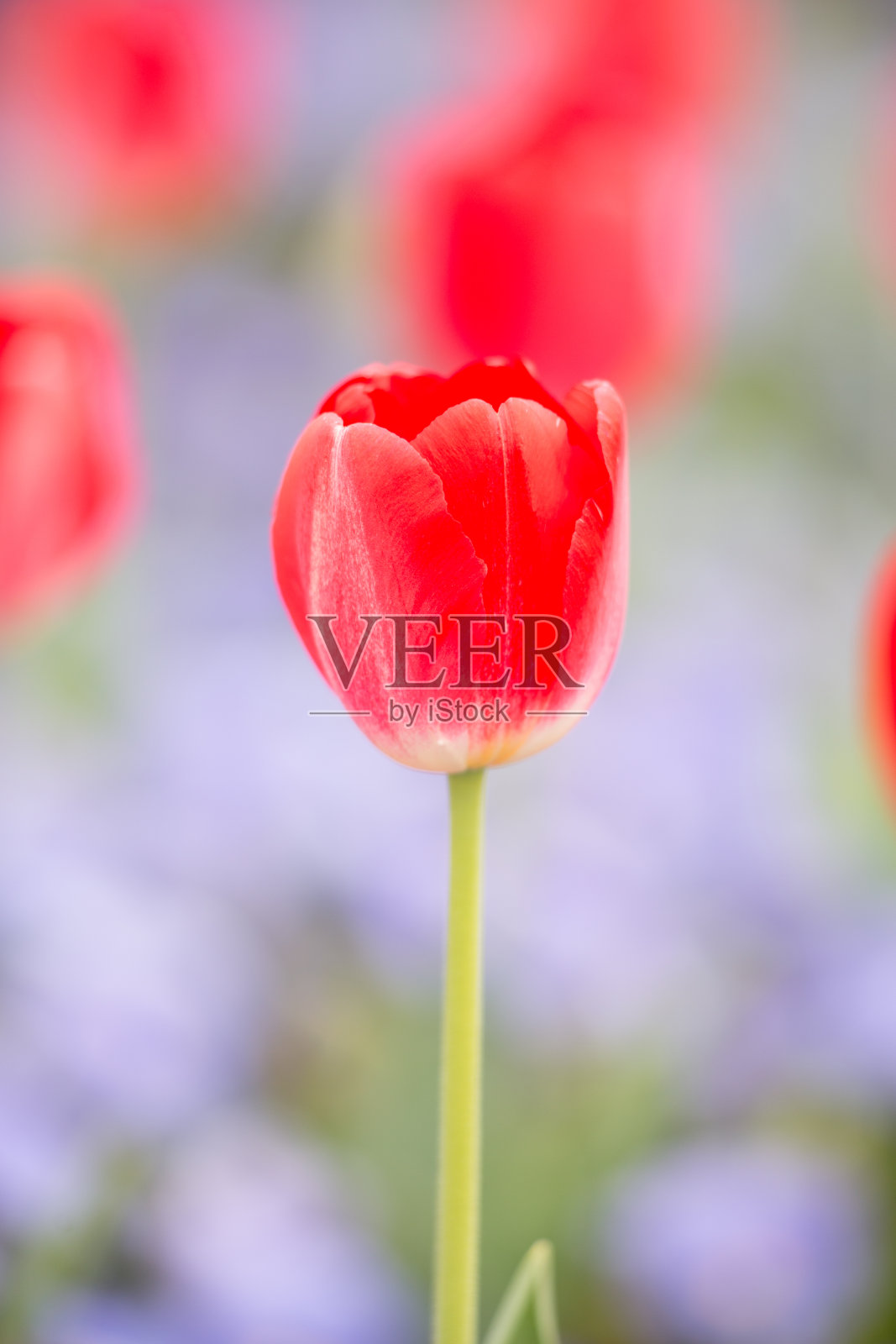 郁金香花领域照片摄影图片