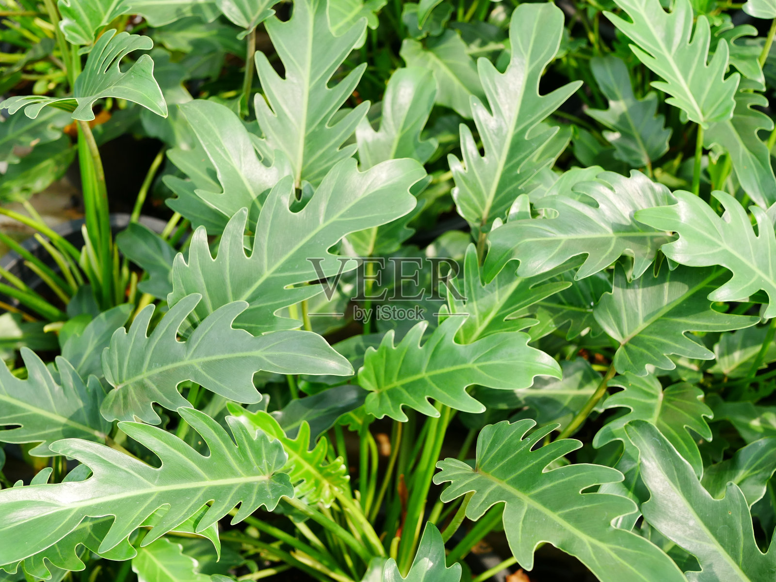 花园里的热带叶子照片摄影图片