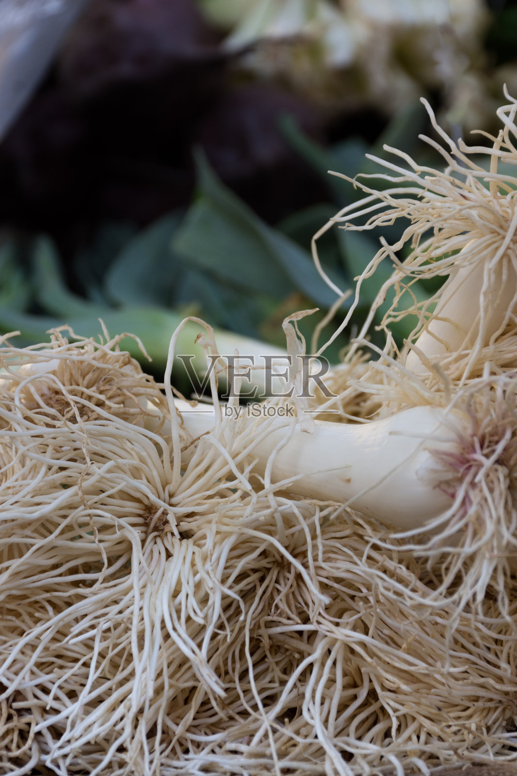 一束葱照片摄影图片