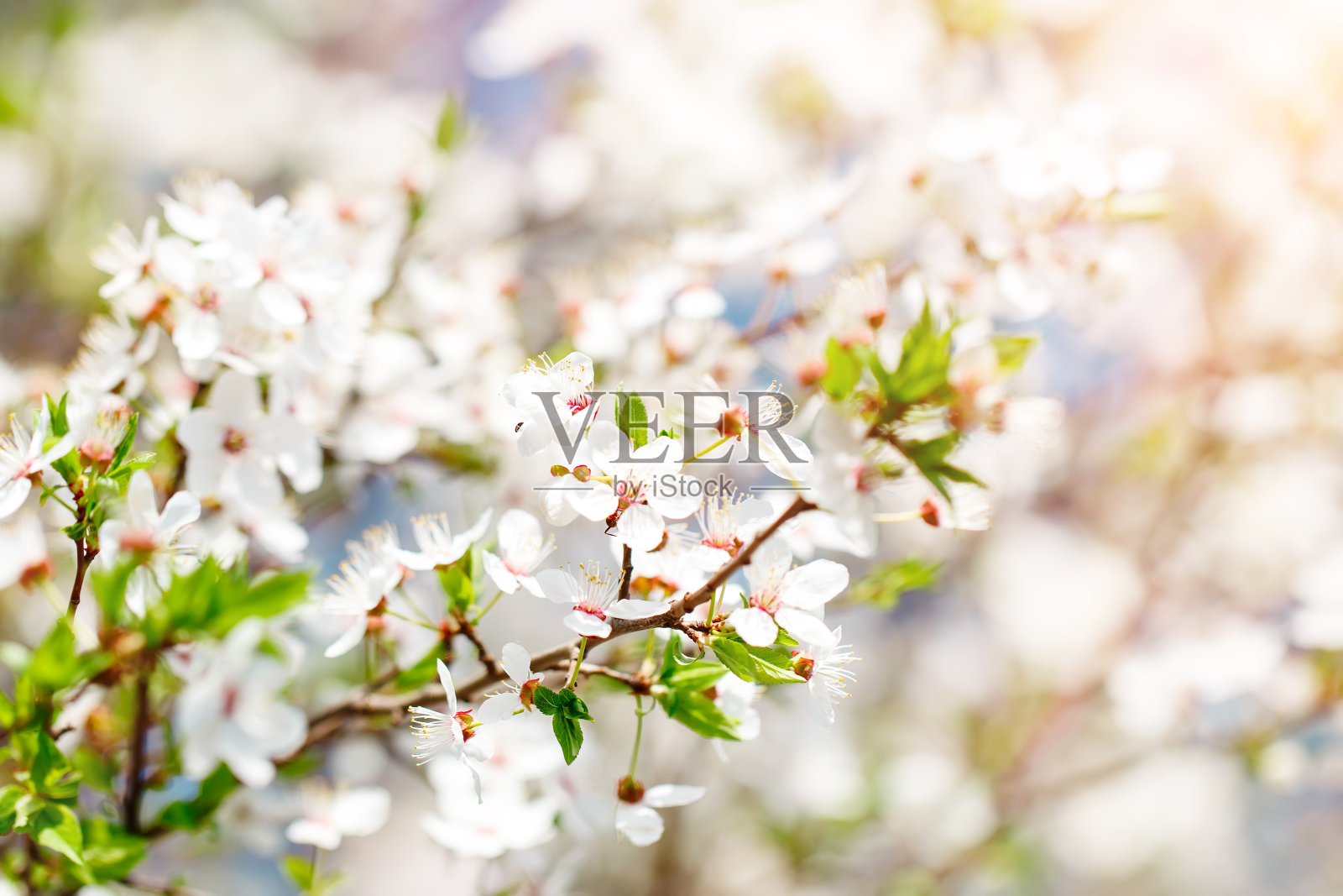 春天花园里盛开的美丽苹果树。近距离照片摄影图片