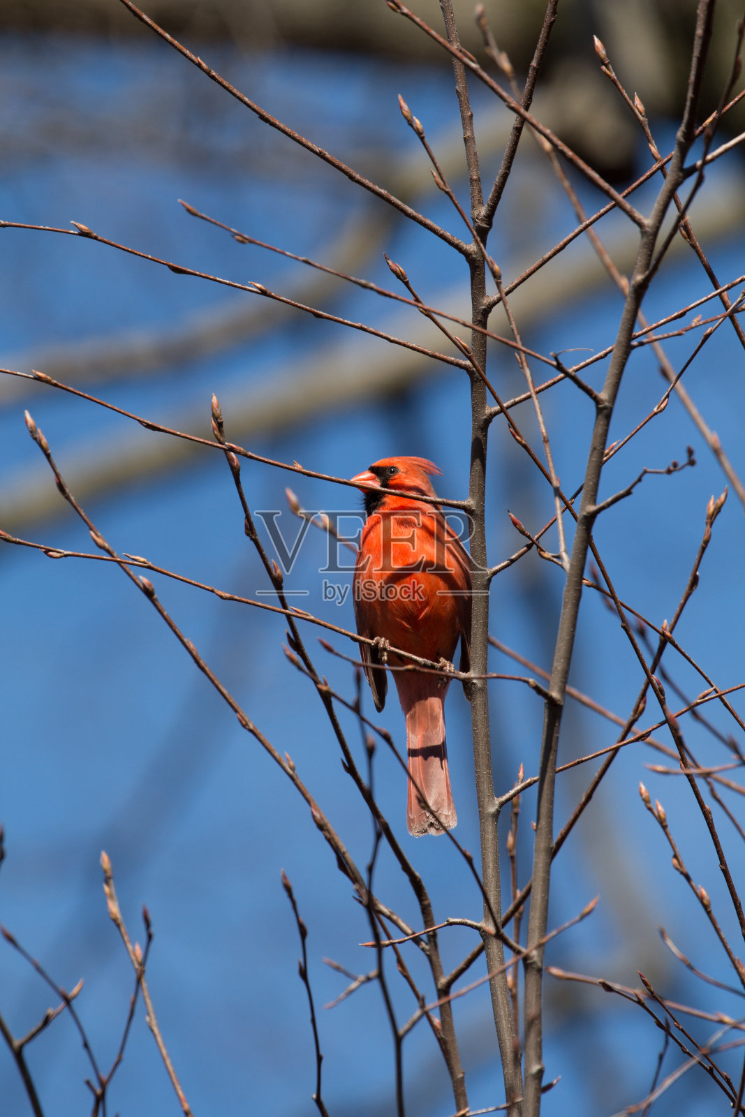 红衣主教照片摄影图片