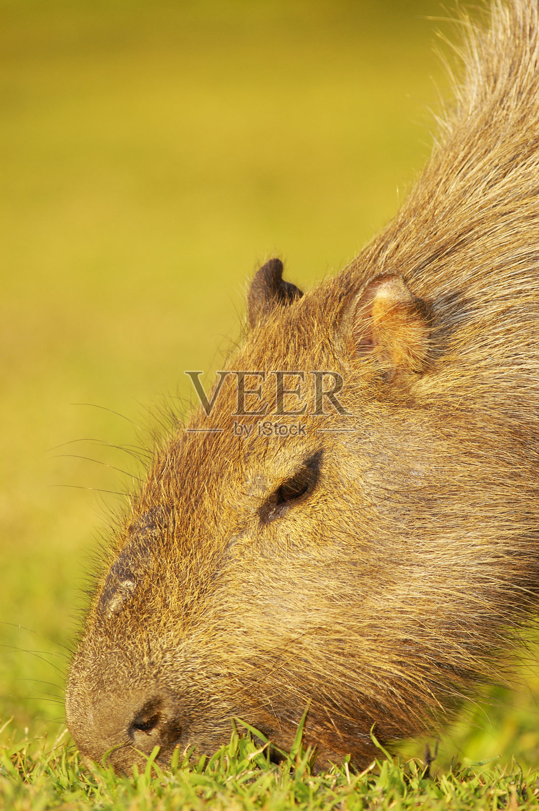 卡皮瓦拉(水桶)照片摄影图片