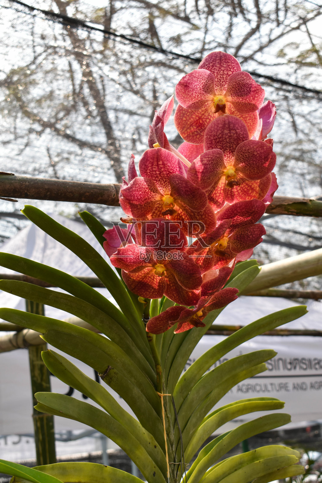 稀有品种亚洲兰花照片摄影图片