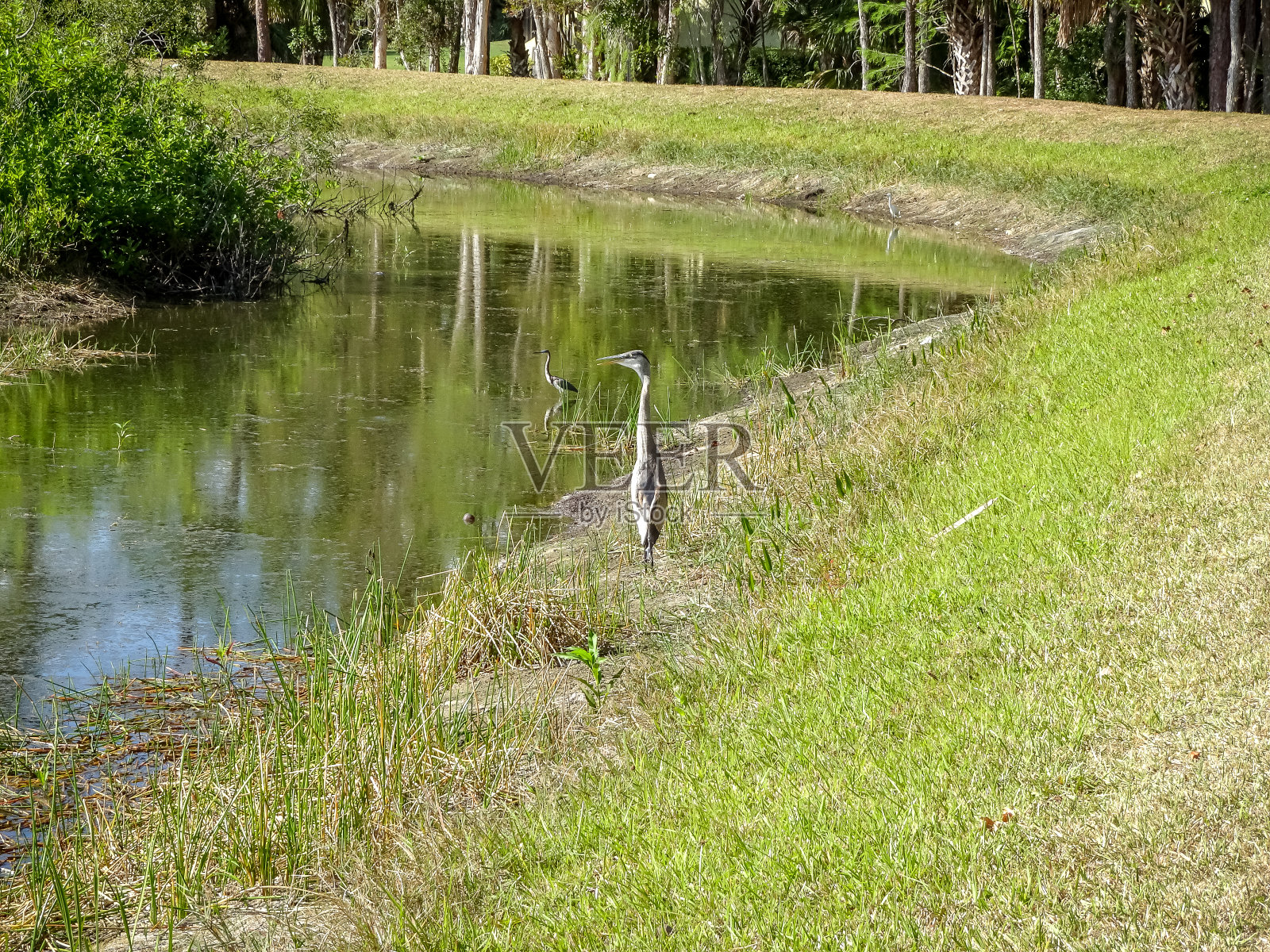 苍鹭在沼泽中跋涉照片摄影图片