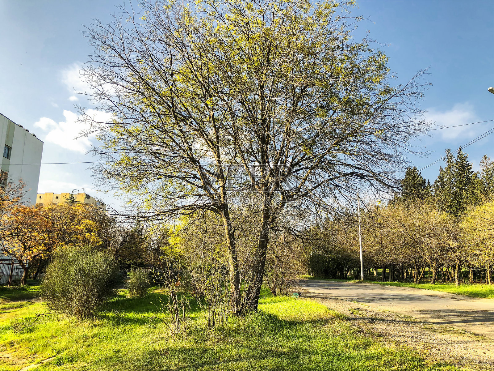 春天的天气,晴朗的天空,村里的树木开花。照片摄影图片