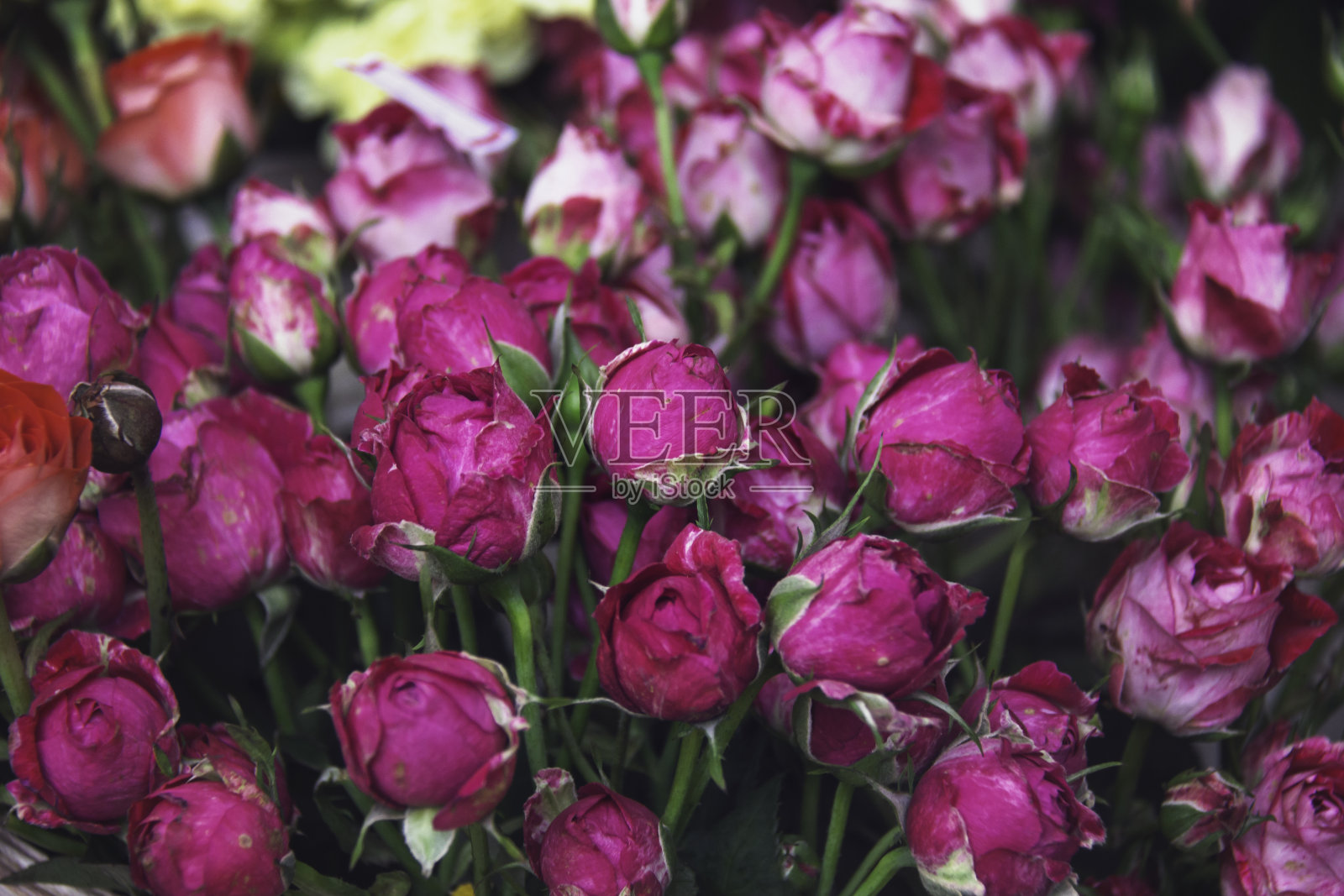 花园里有花。照片摄影图片