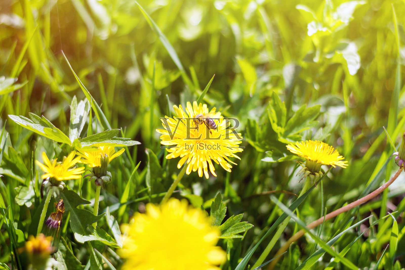 花黄油上的蜜蜂照片摄影图片