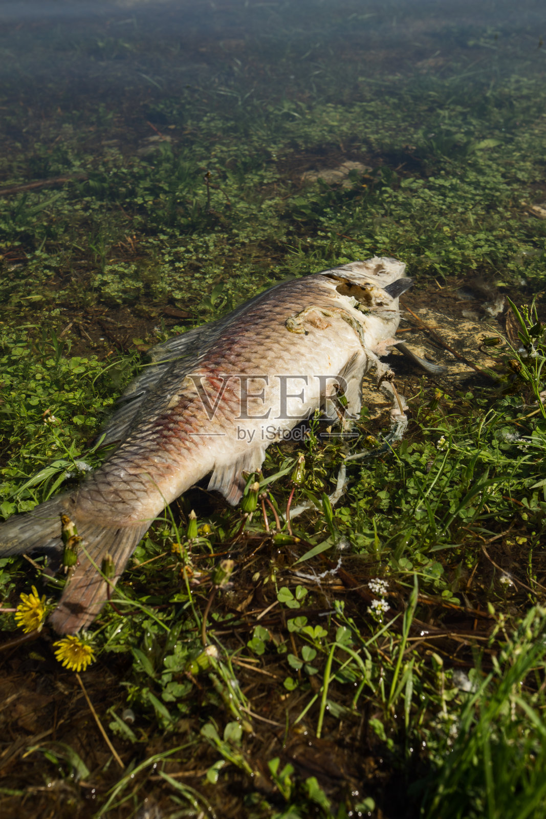 水质污染-死鱼尸体在浅水中腐烂照片摄影图片
