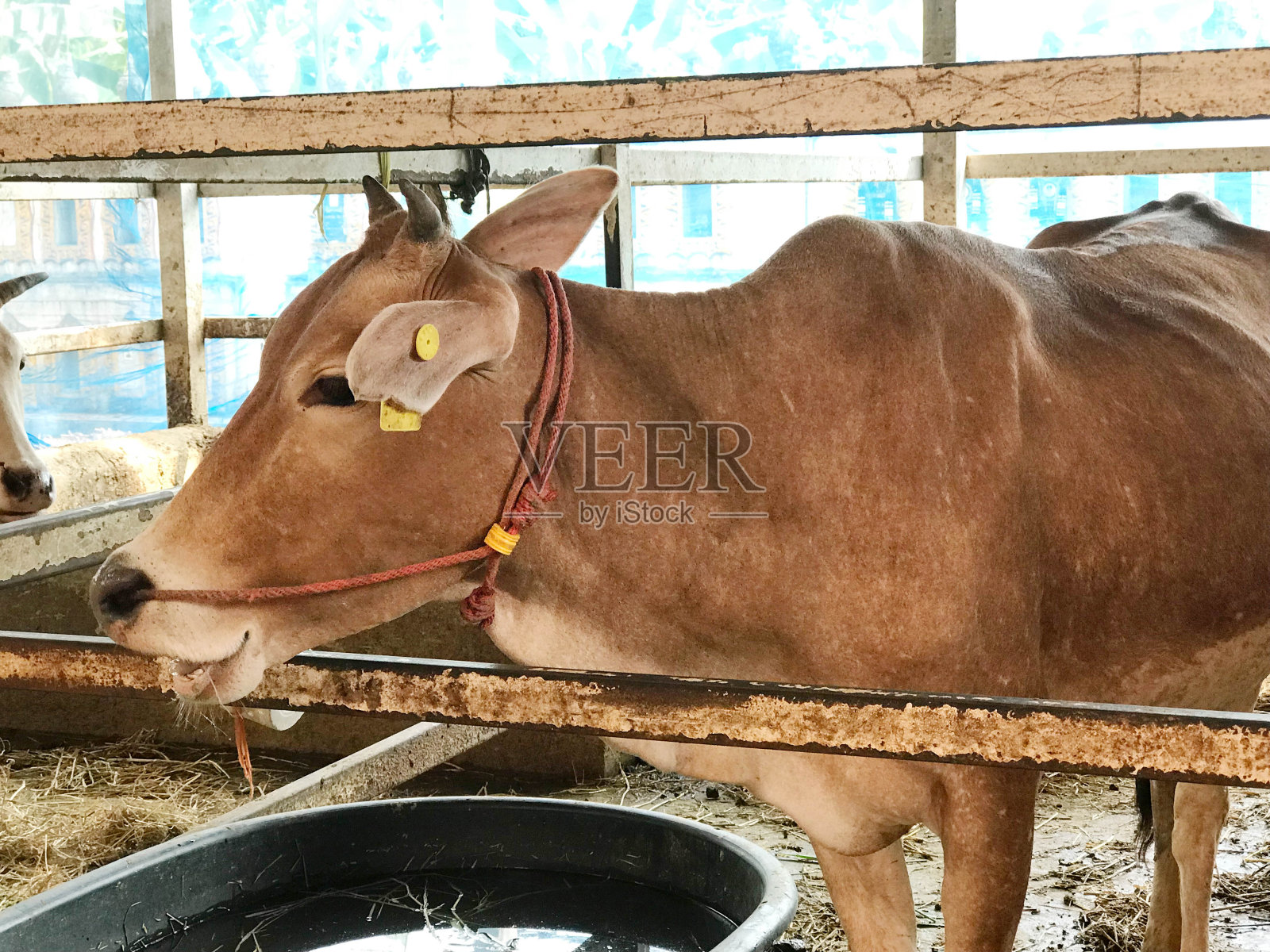 一群被赎回的牛在金属笼子围栏里照片摄影图片