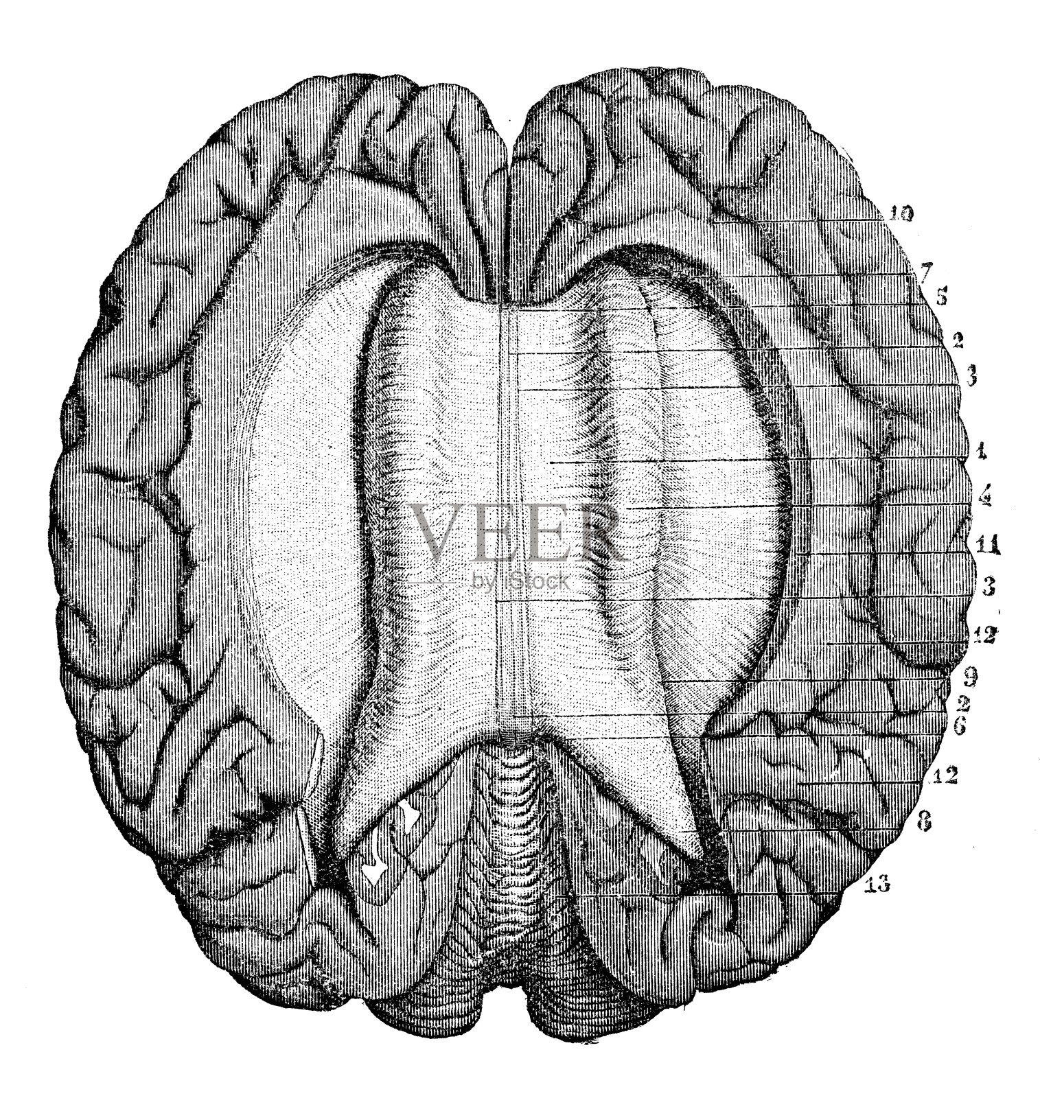 人体解剖学古插图神经系统:从上到下胼胝体插画图片素材