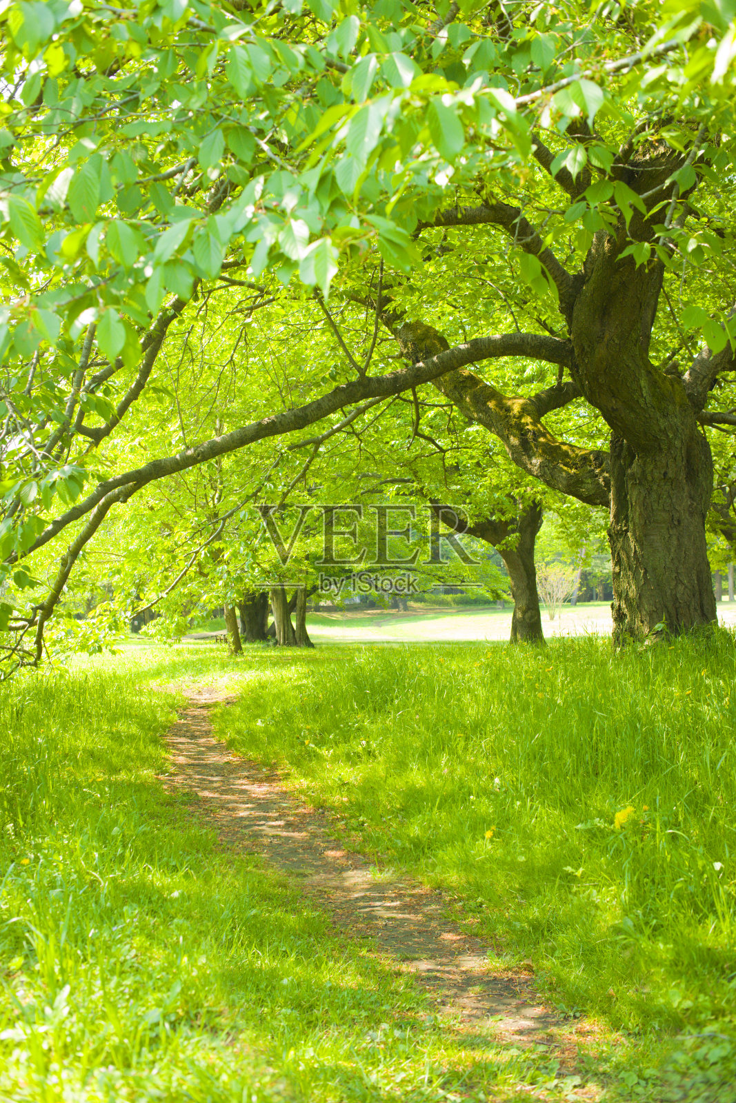 森林之路照片摄影图片
