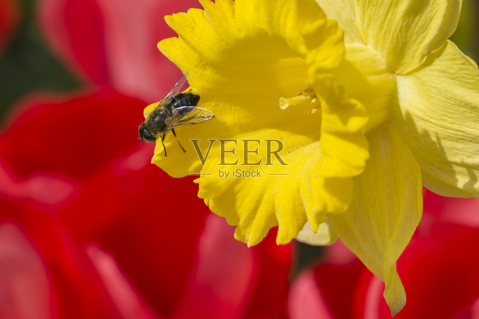 近距离观察自然界中的水仙花和蜜蜂照片摄影图片