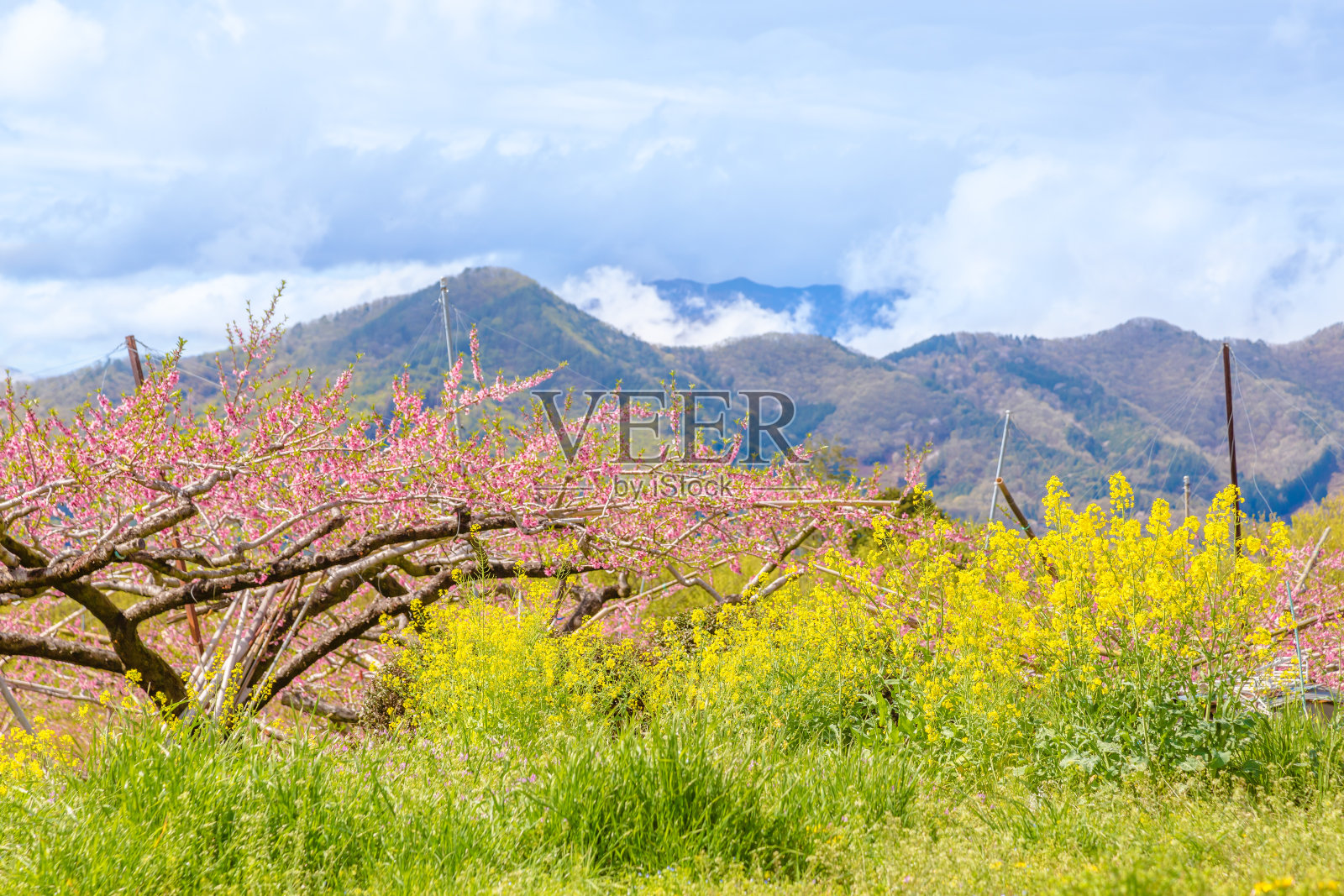 油菜花和桃花照片摄影图片