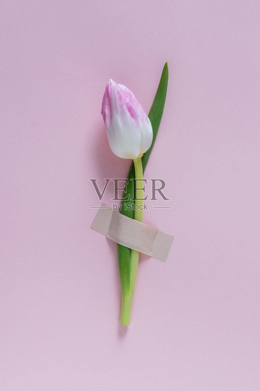 郁金香花贴在粉红色的背景上。最小的概念。照片摄影图片