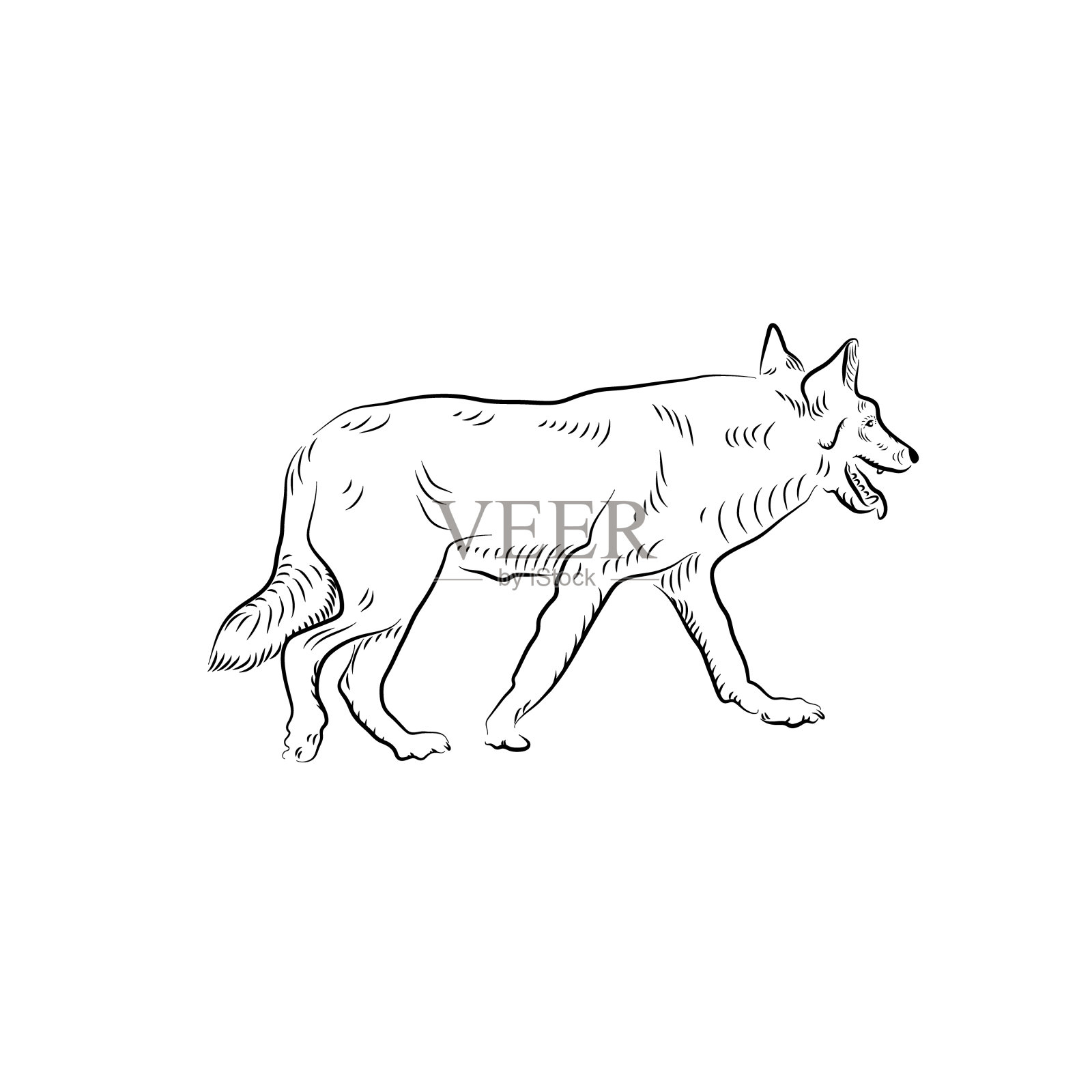素描的狼。插画图片素材