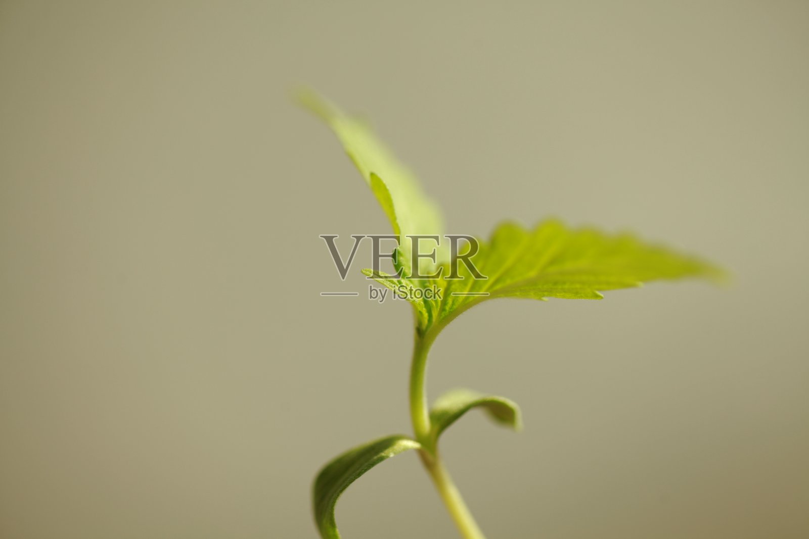 芽大麻植物照片摄影图片