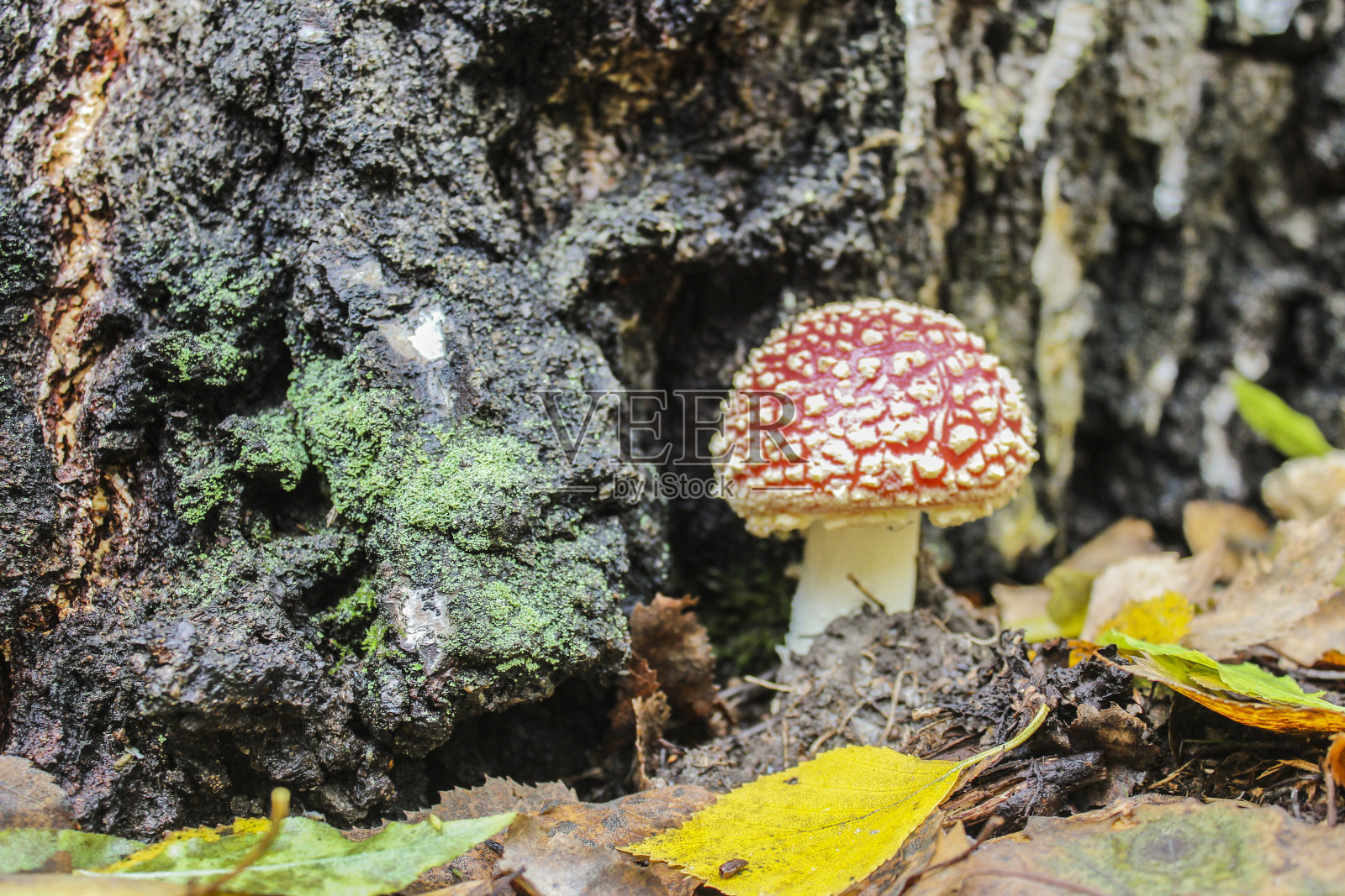 红安妮塔照片摄影图片
