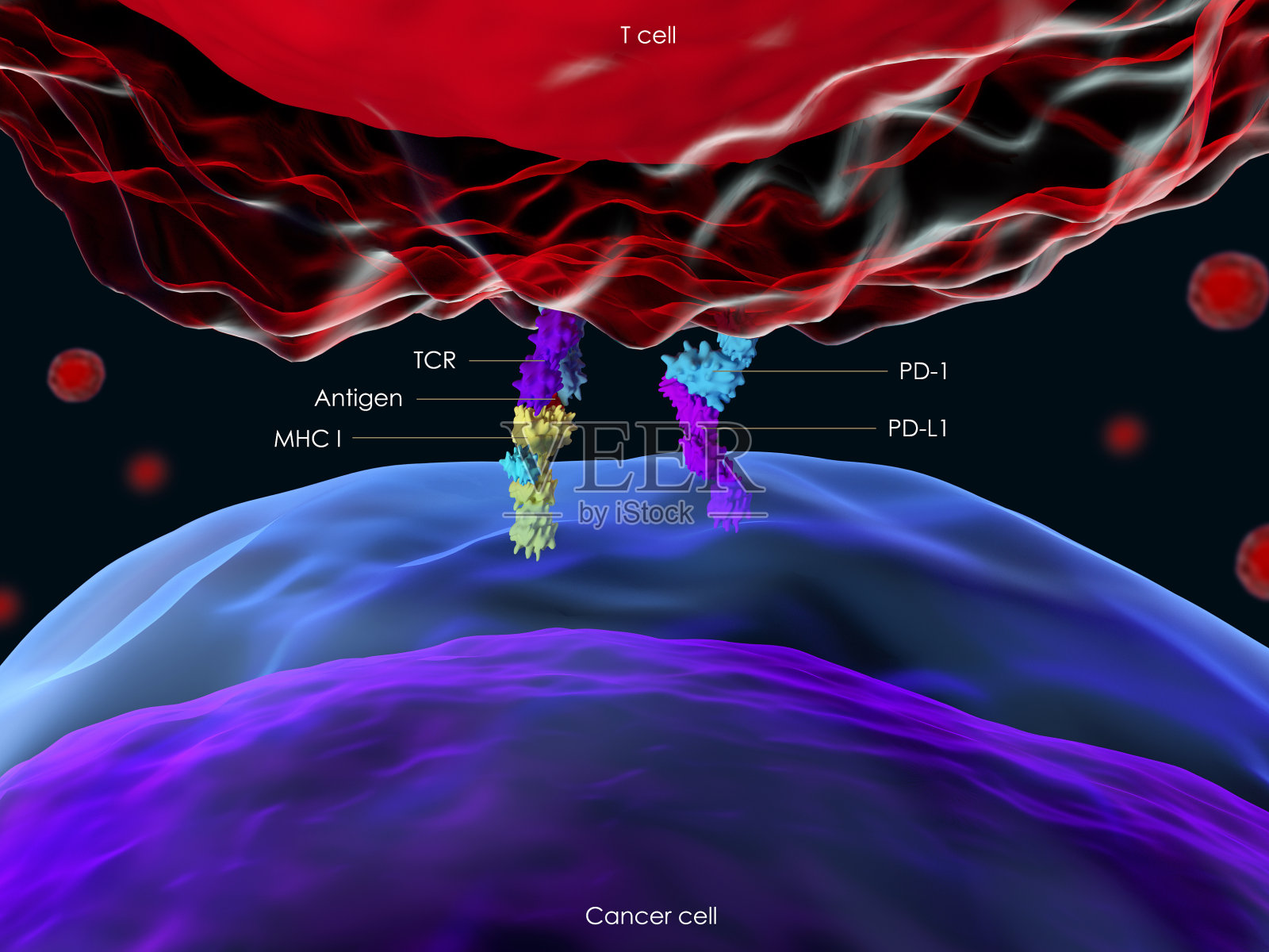 程序性细胞死亡蛋白1 (PD-1)照片摄影图片