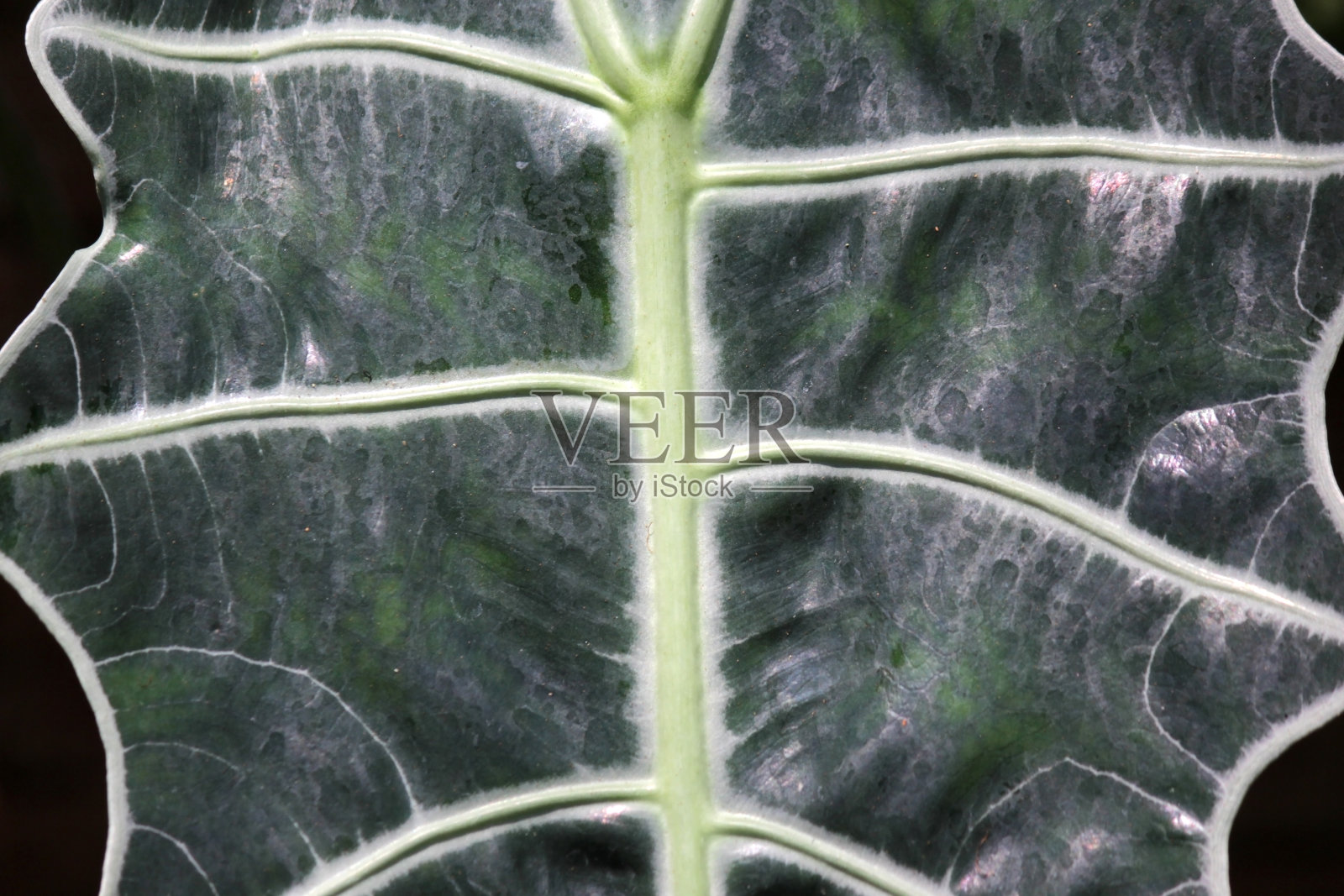 绿叶作为背景或纹理照片摄影图片