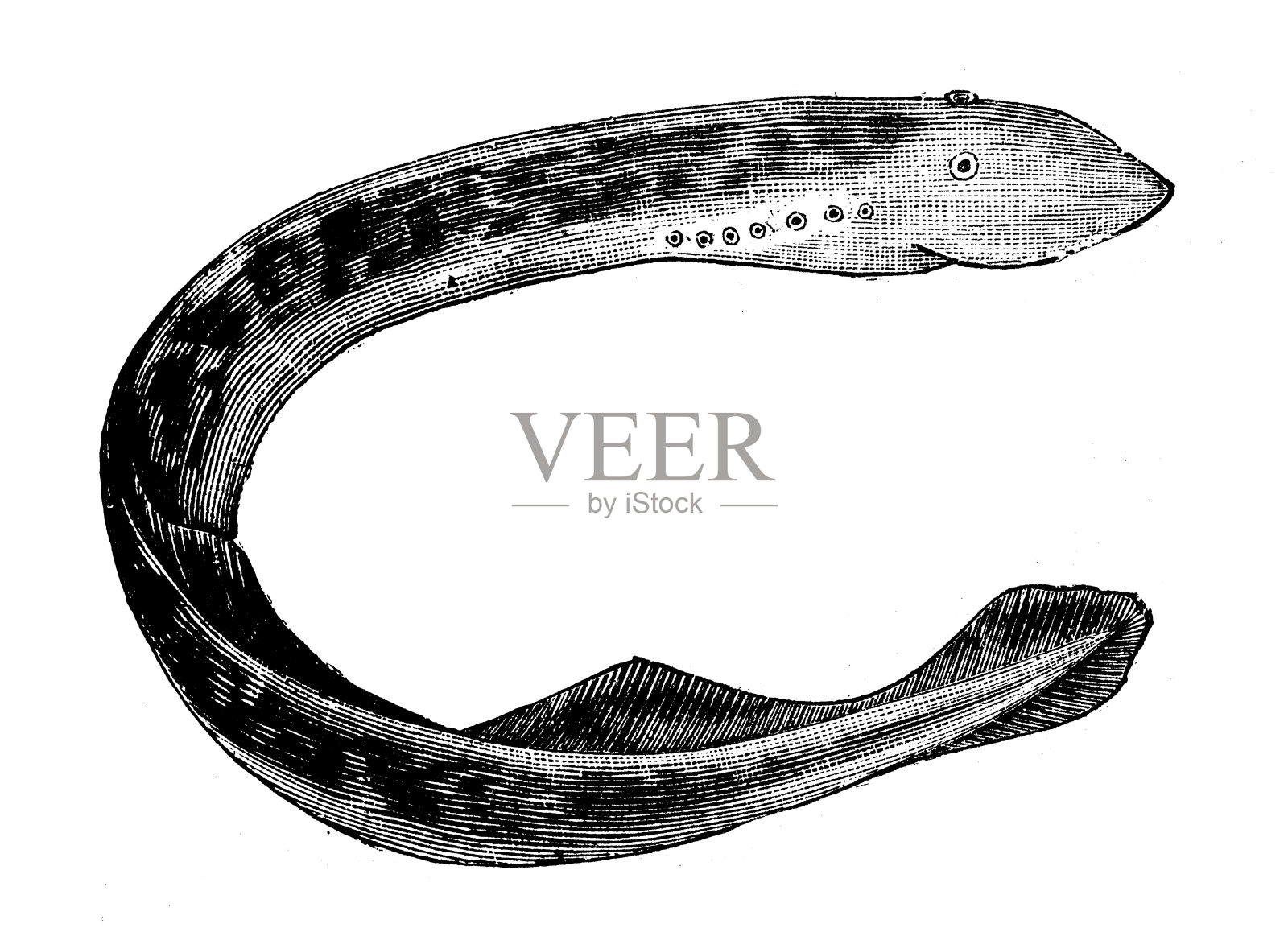 动物仿古雕刻插图:七鳃鳗插画图片素材
