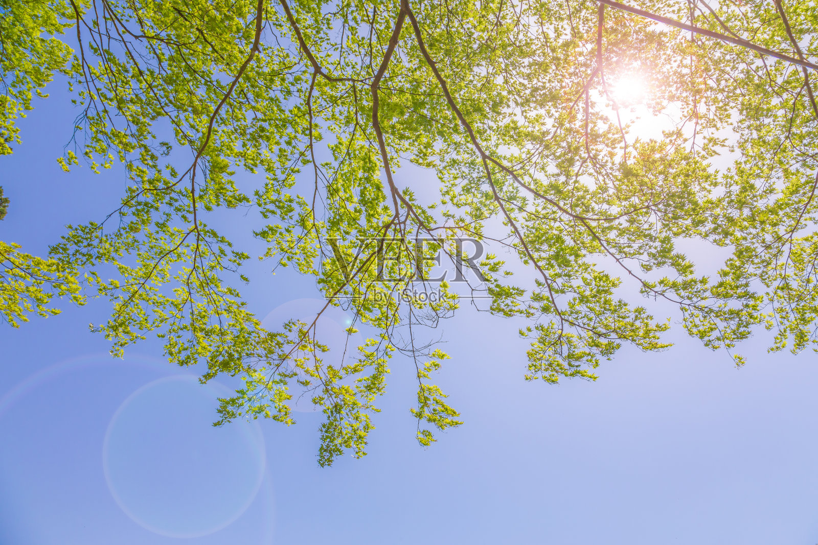 新鲜的绿叶照片摄影图片
