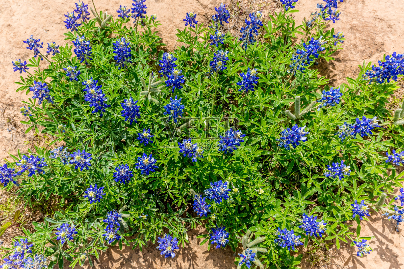 俯瞰一簇著名的德州矢车菊野花照片摄影图片