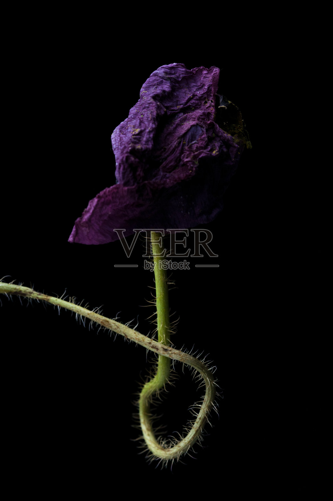 红罂粟孤立照片摄影图片