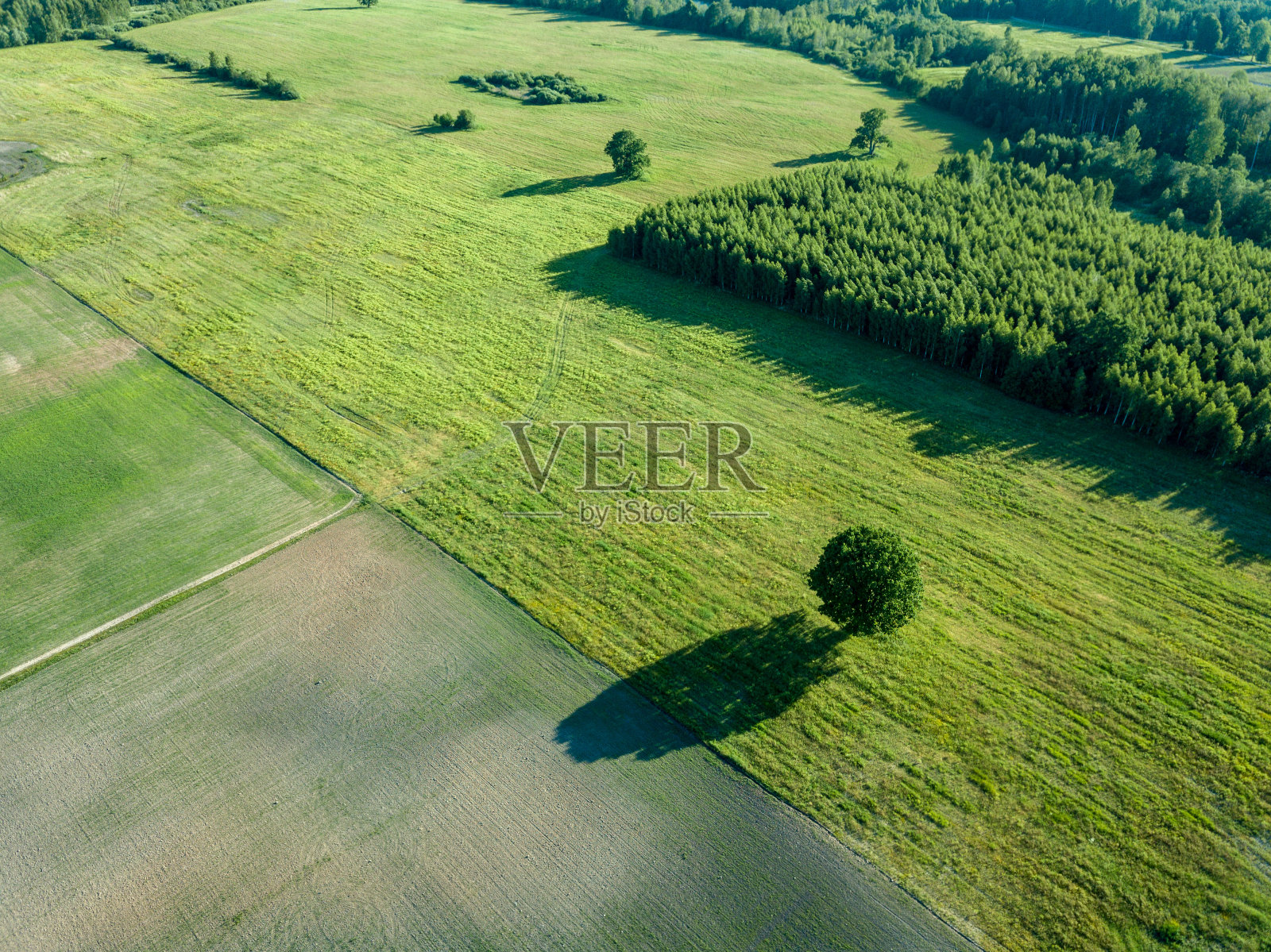 无人机拍摄的空旷农田和孤树照片摄影图片