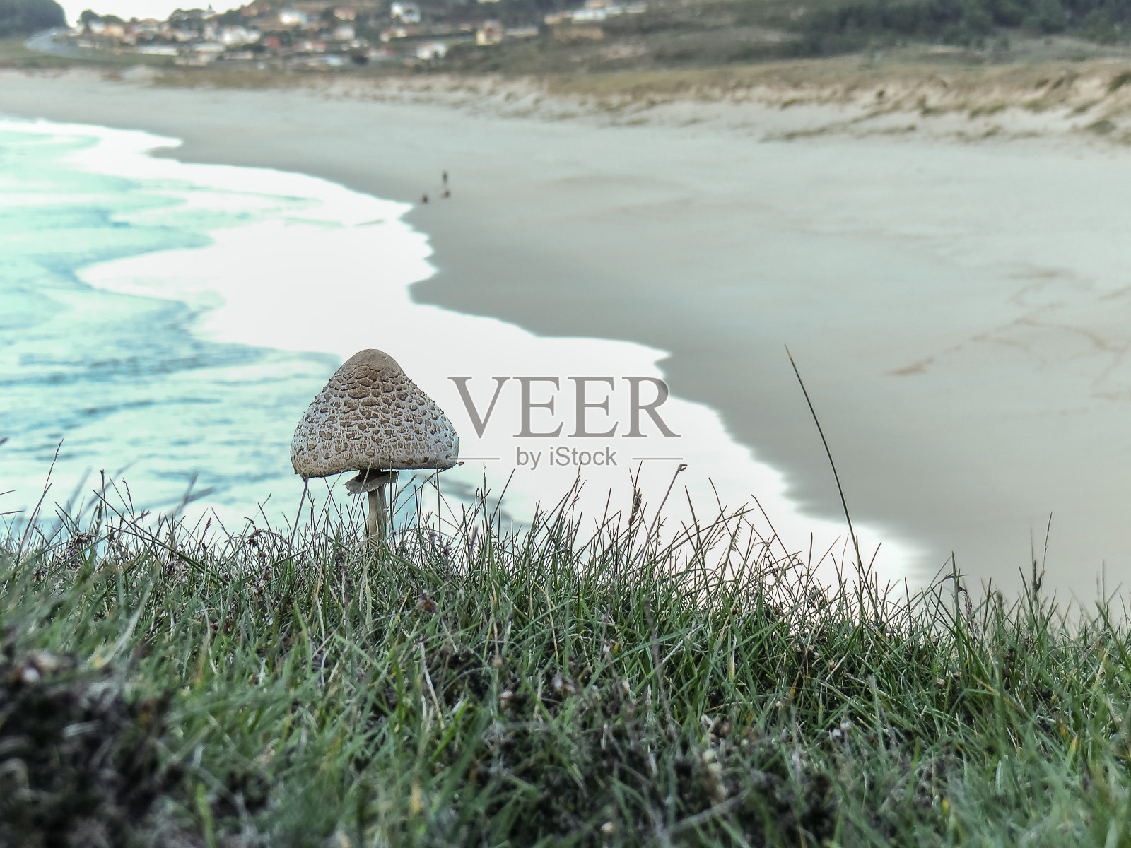 后一个蘑菇照片摄影图片