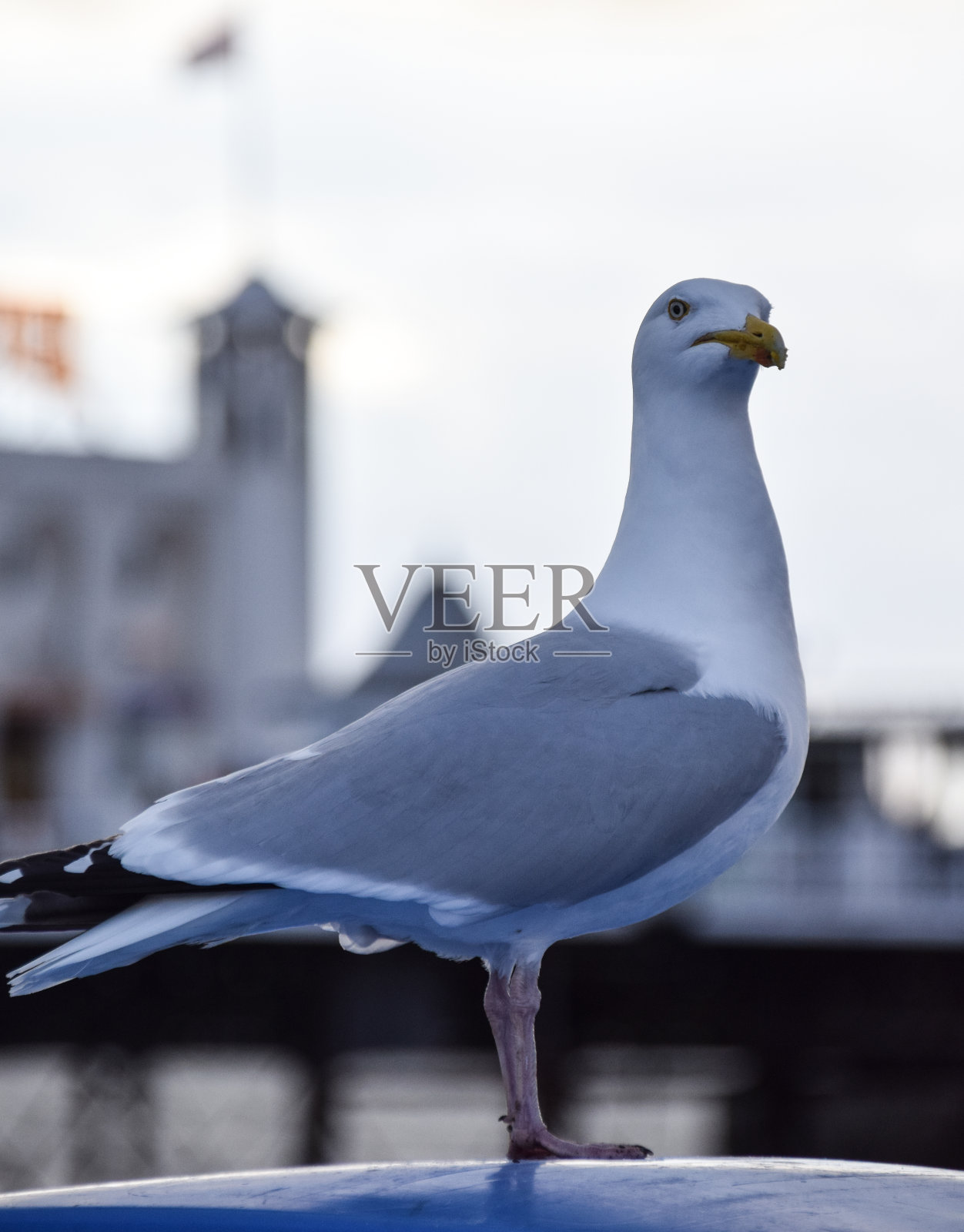 一只银鸥站在布赖顿码头前照片摄影图片