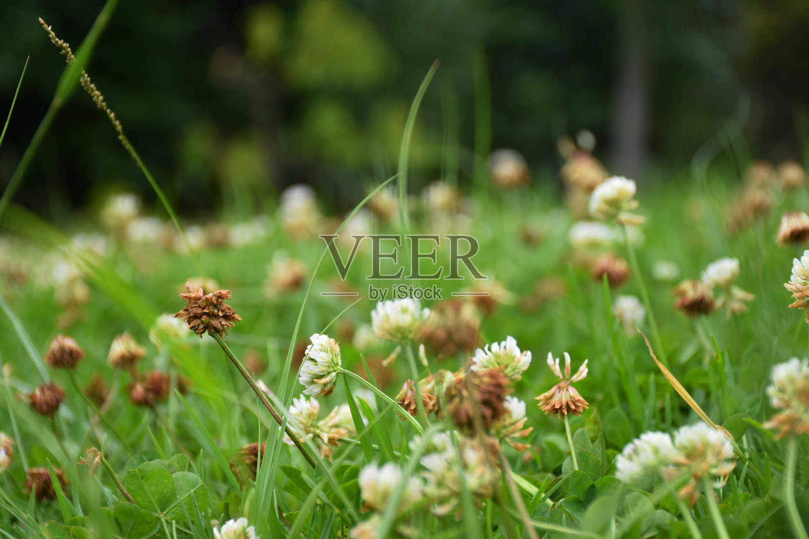 春天照片摄影图片