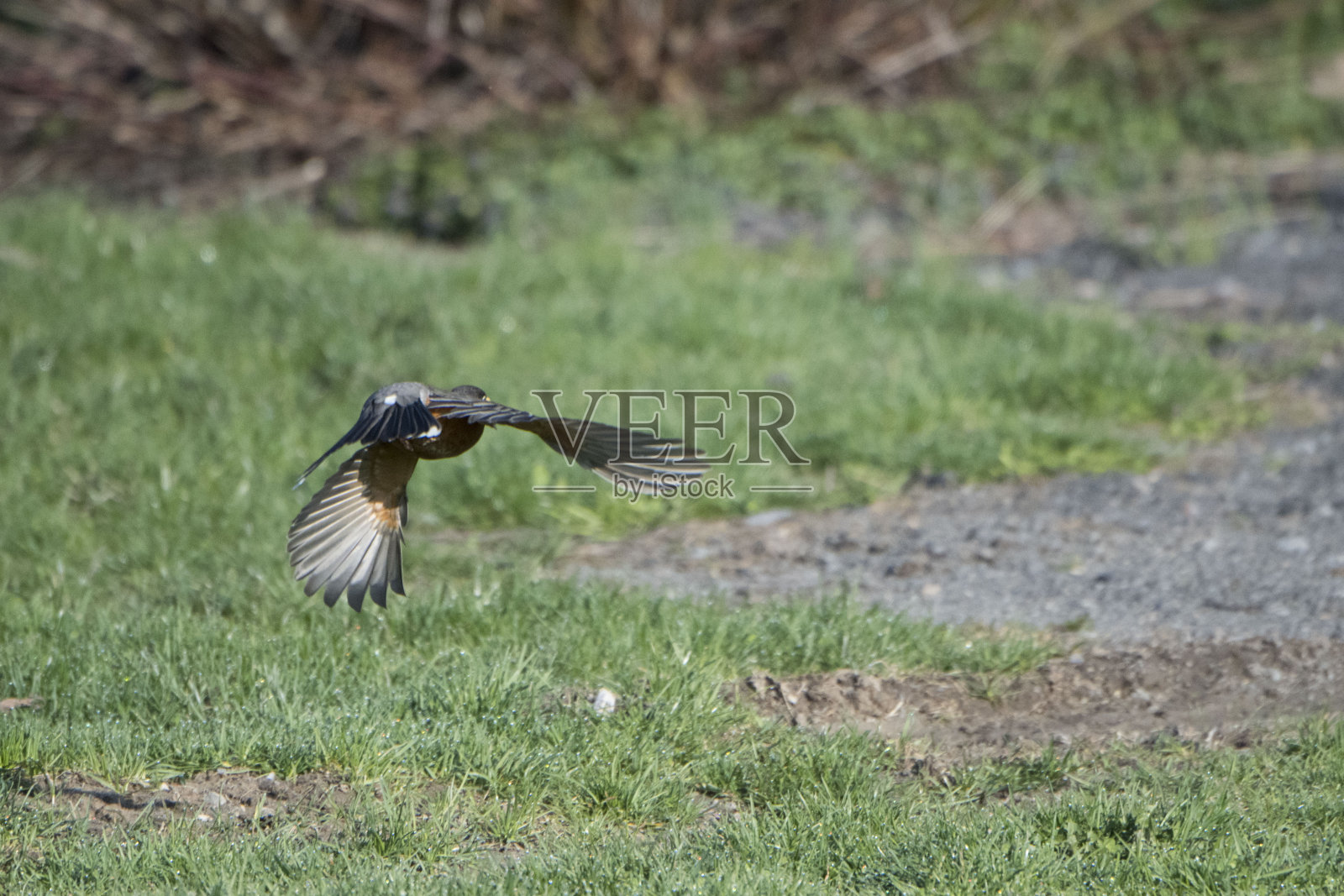 野鸟在飞照片摄影图片