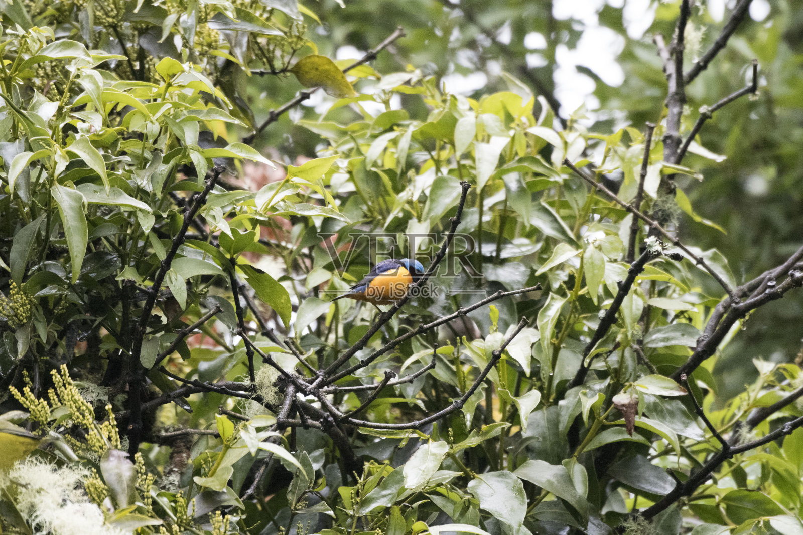 野生世界的野生鸟类照片摄影图片