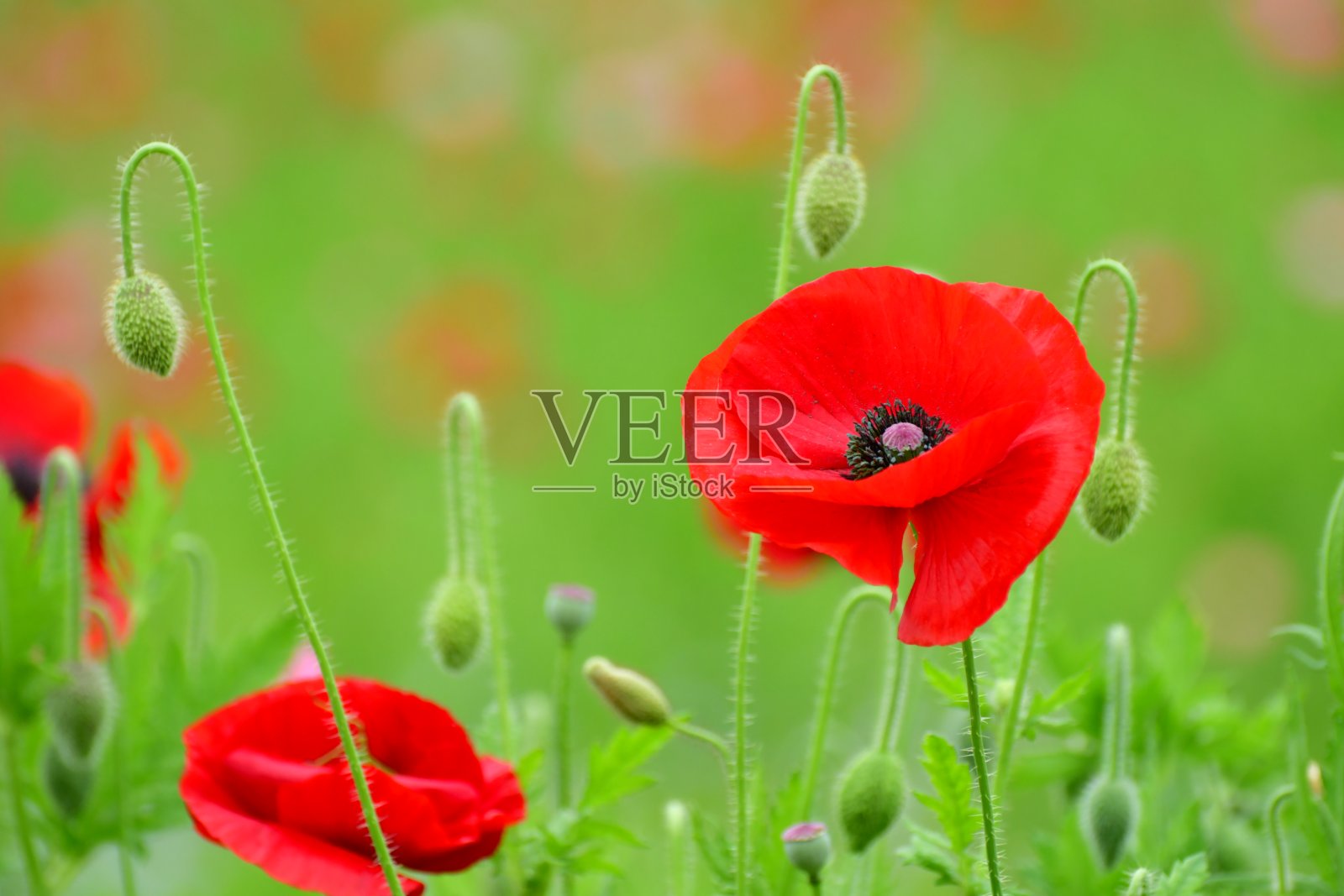 雪莉罂粟照片摄影图片