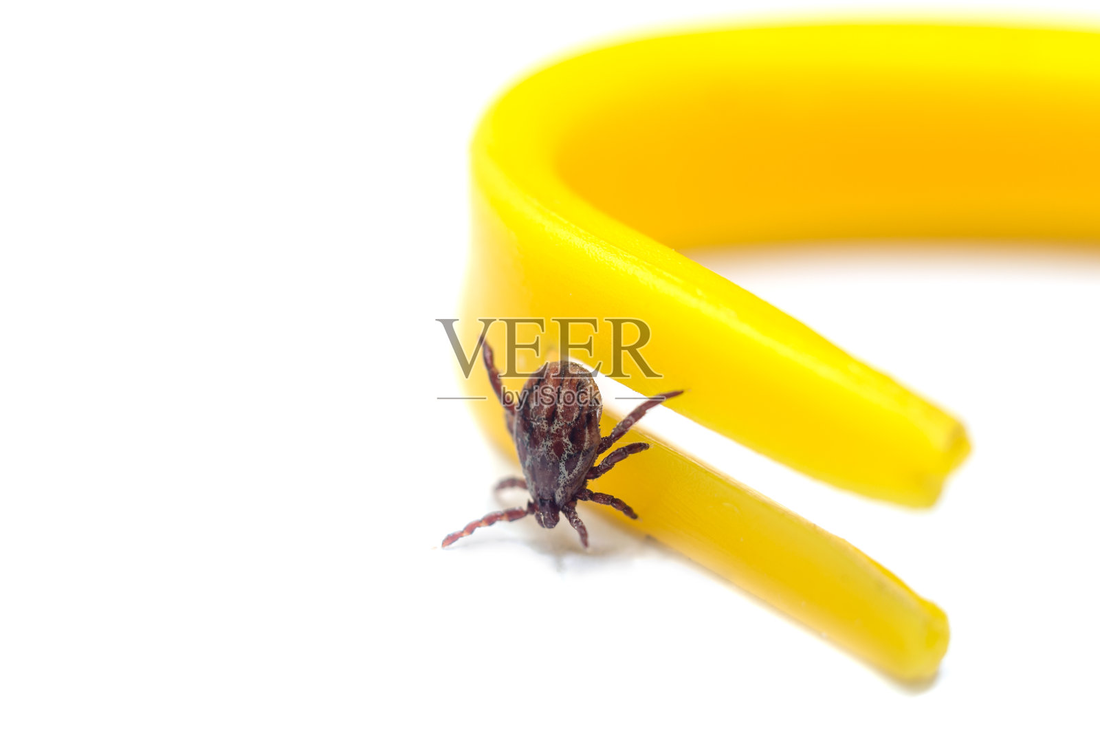螨虫在黄色的镊子上爬行,清除白色背景上的蜱虫照片摄影图片