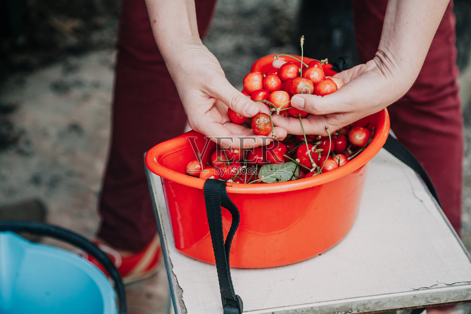 女人的手在采摘成熟的樱桃照片摄影图片