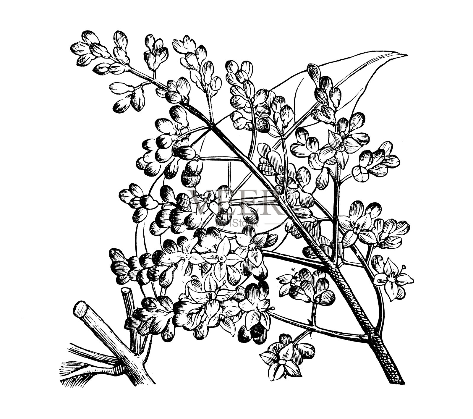 植物学植物古版画插图:女贞、阔叶女贞、中国女贞、光面女贞、乔木女贞、蜡叶女贞插画图片素材