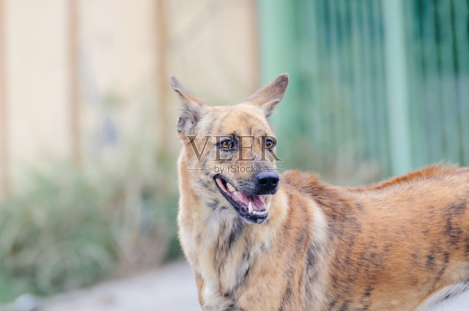 狗在看什么东西照片摄影图片
