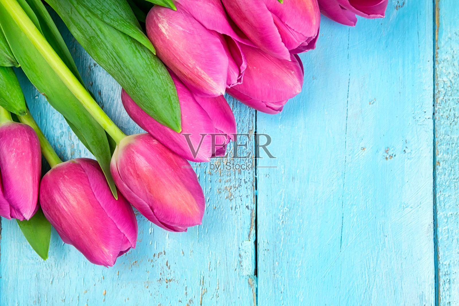 粉红色的郁金香在木质的蓝色背景上。妊娠节,3月8日,母亲节。平铺和复制空间照片摄影图片