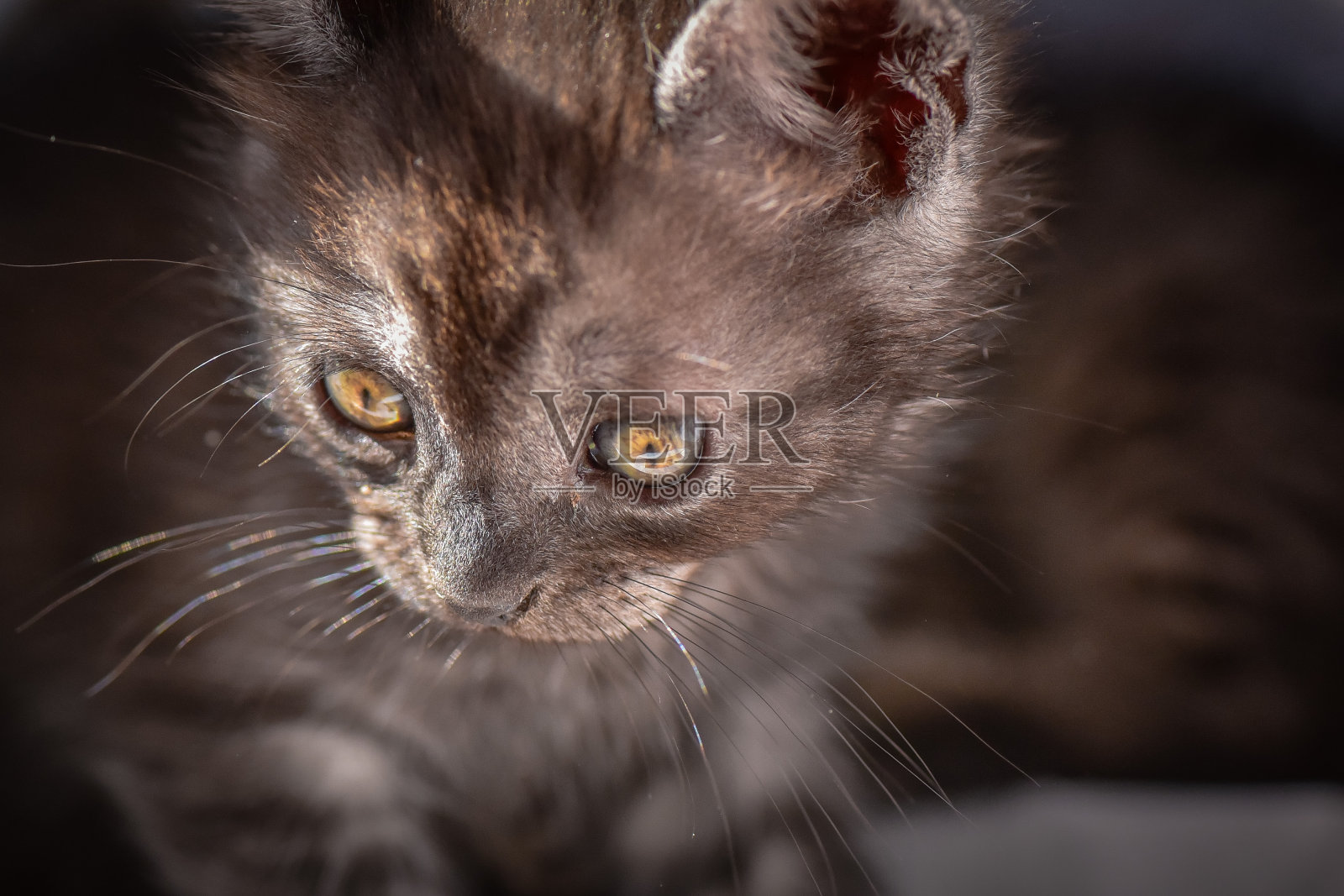 小猫照片摄影图片