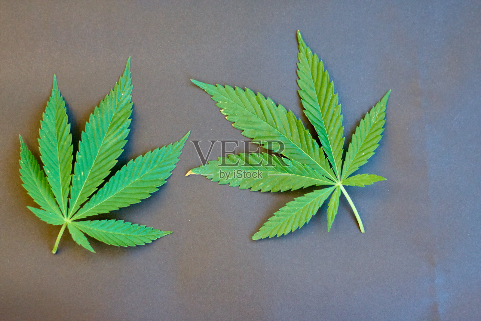 医用大麻叶:绿色大麻,幼麻照片摄影图片