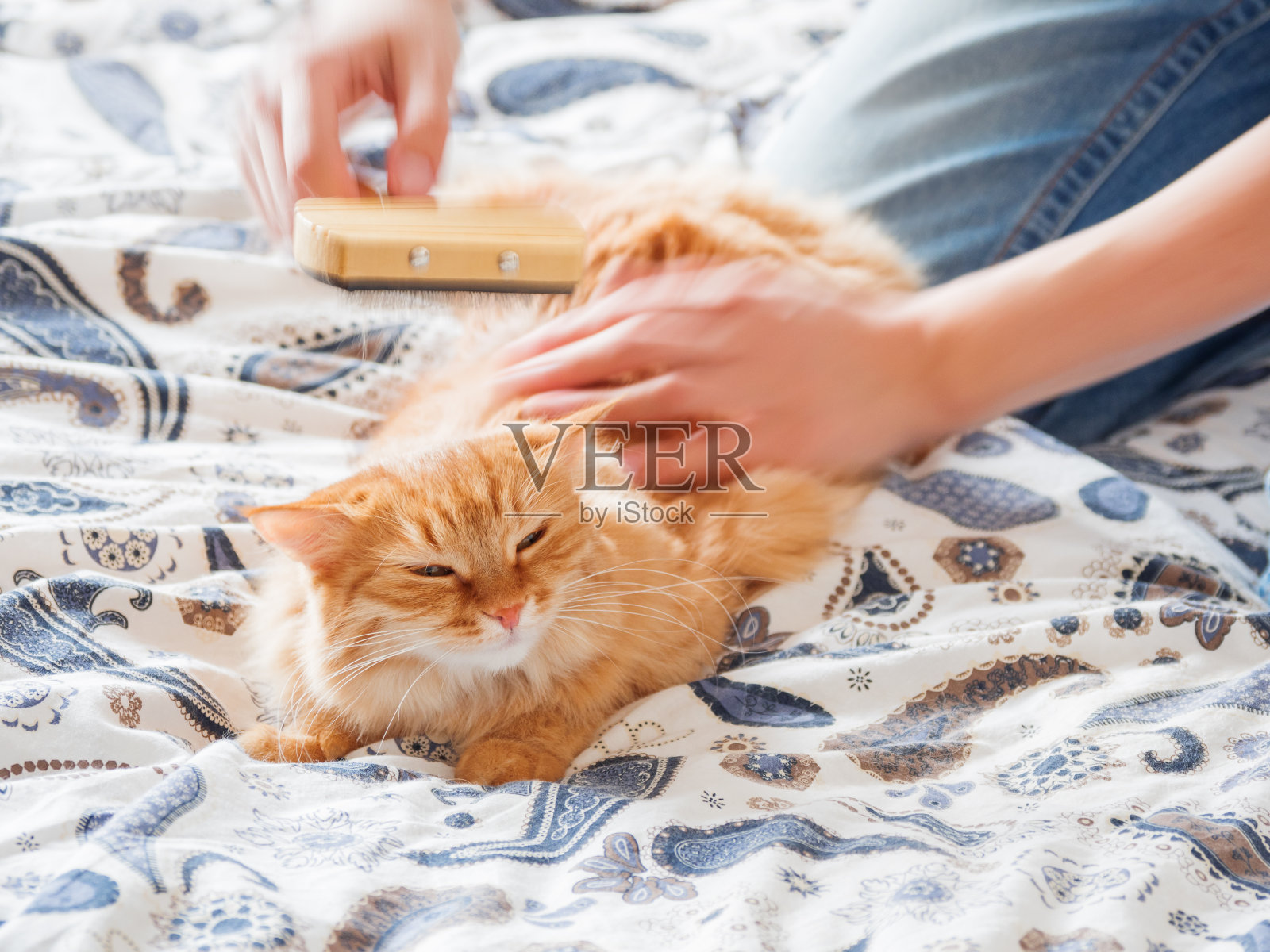 一个女人梳着一根打瞌睡的姜黄色猫毛。毛茸茸的宠物舒舒服服地躺下睡觉。可爱舒适的背景,早上在家睡觉。照片摄影图片