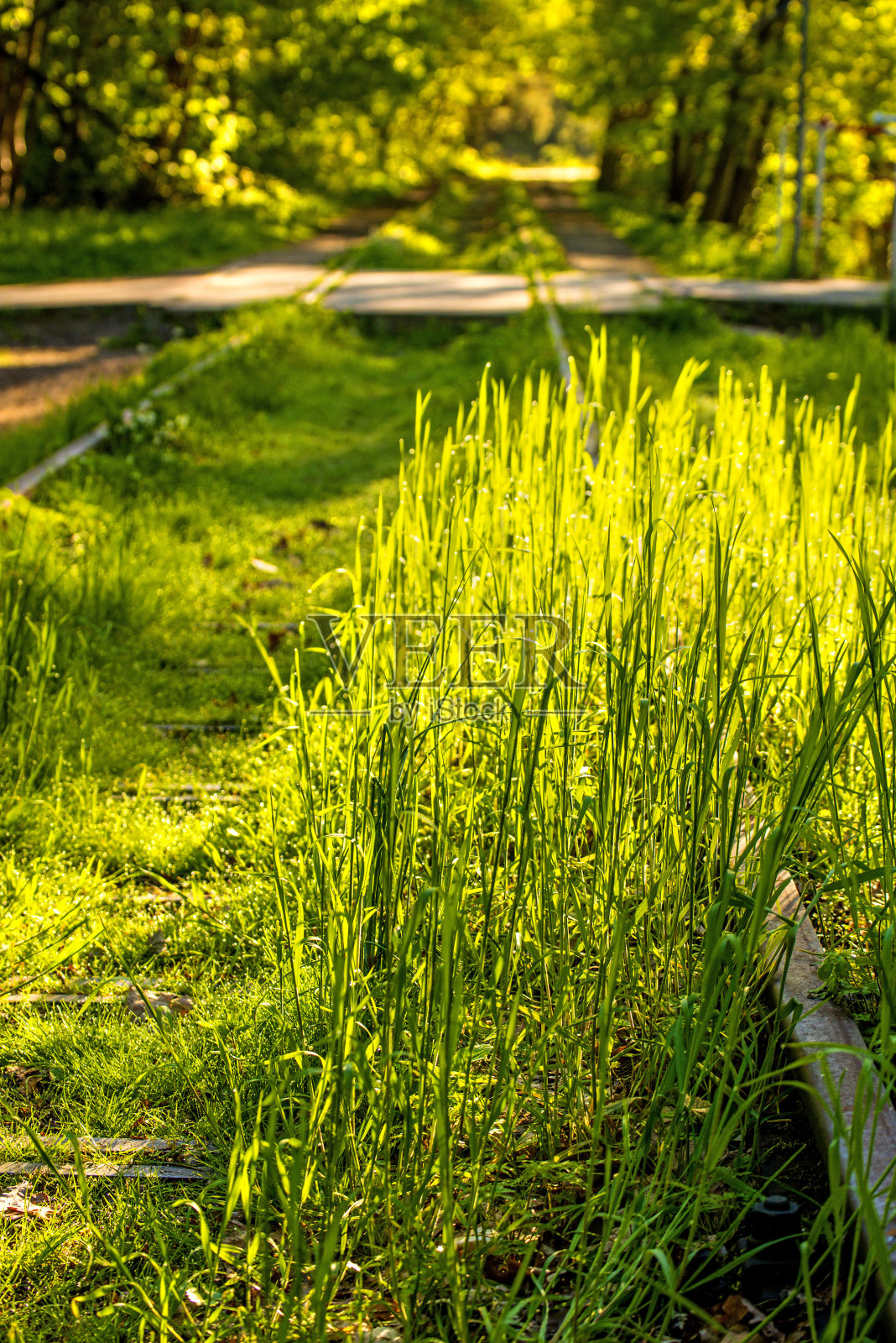 铁路上长满了绿草照片摄影图片