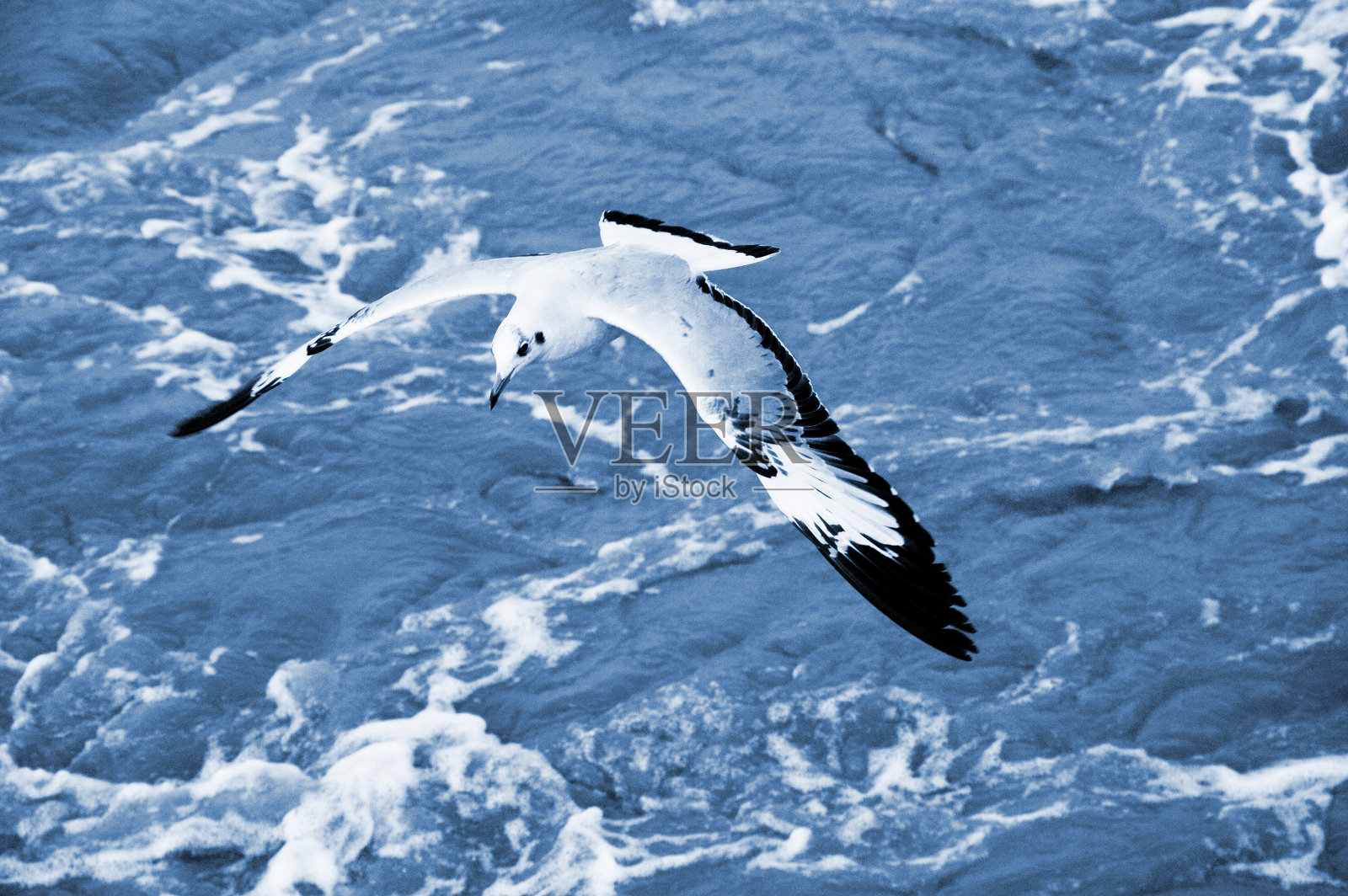 阿拉伯海的海鸥照片摄影图片