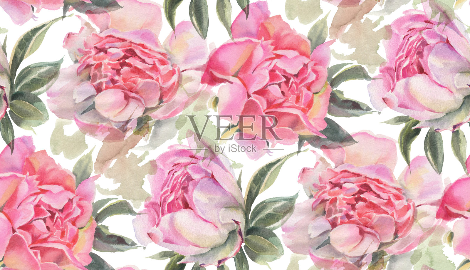 牡丹插画图片素材