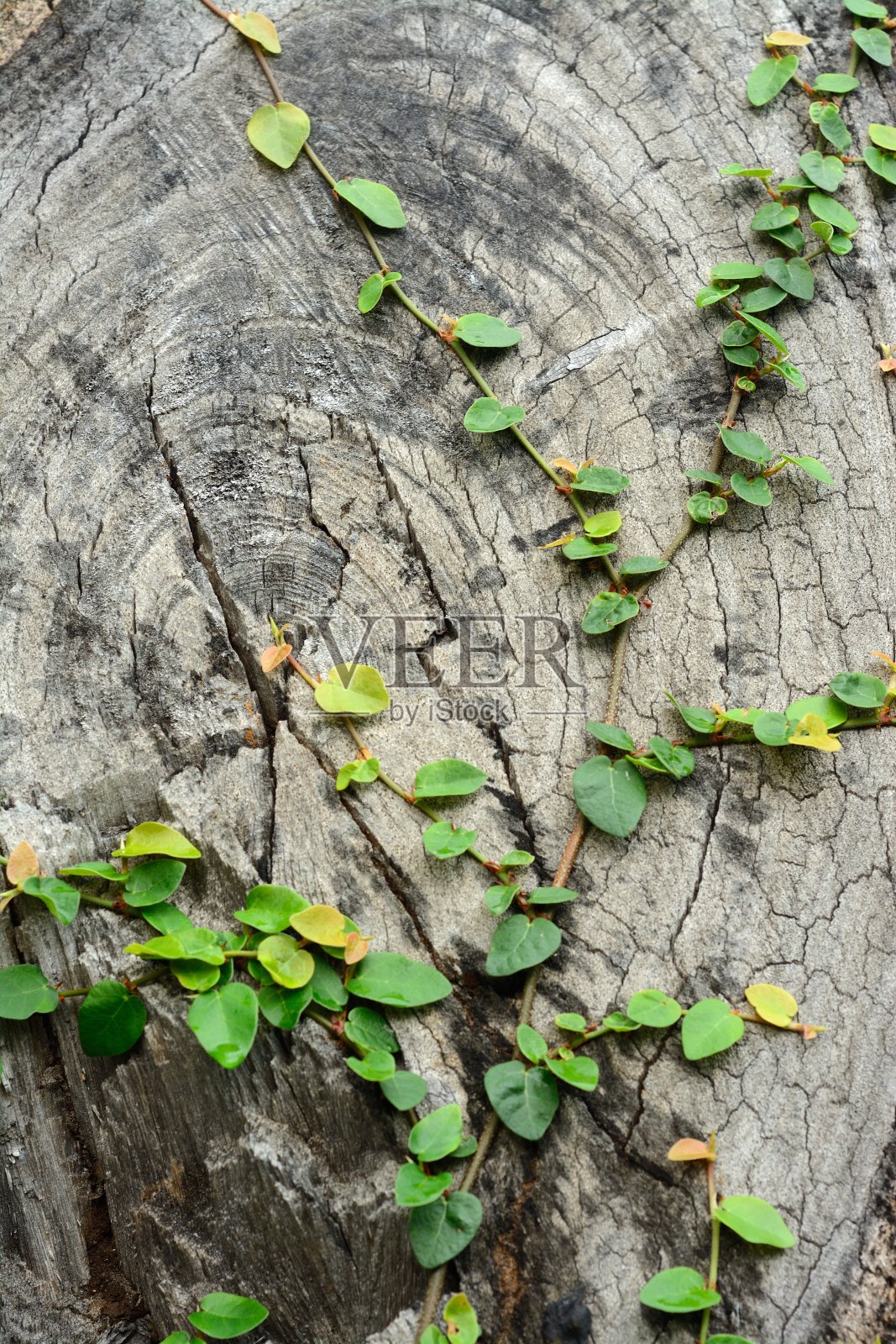 伍兹在锯照片摄影图片