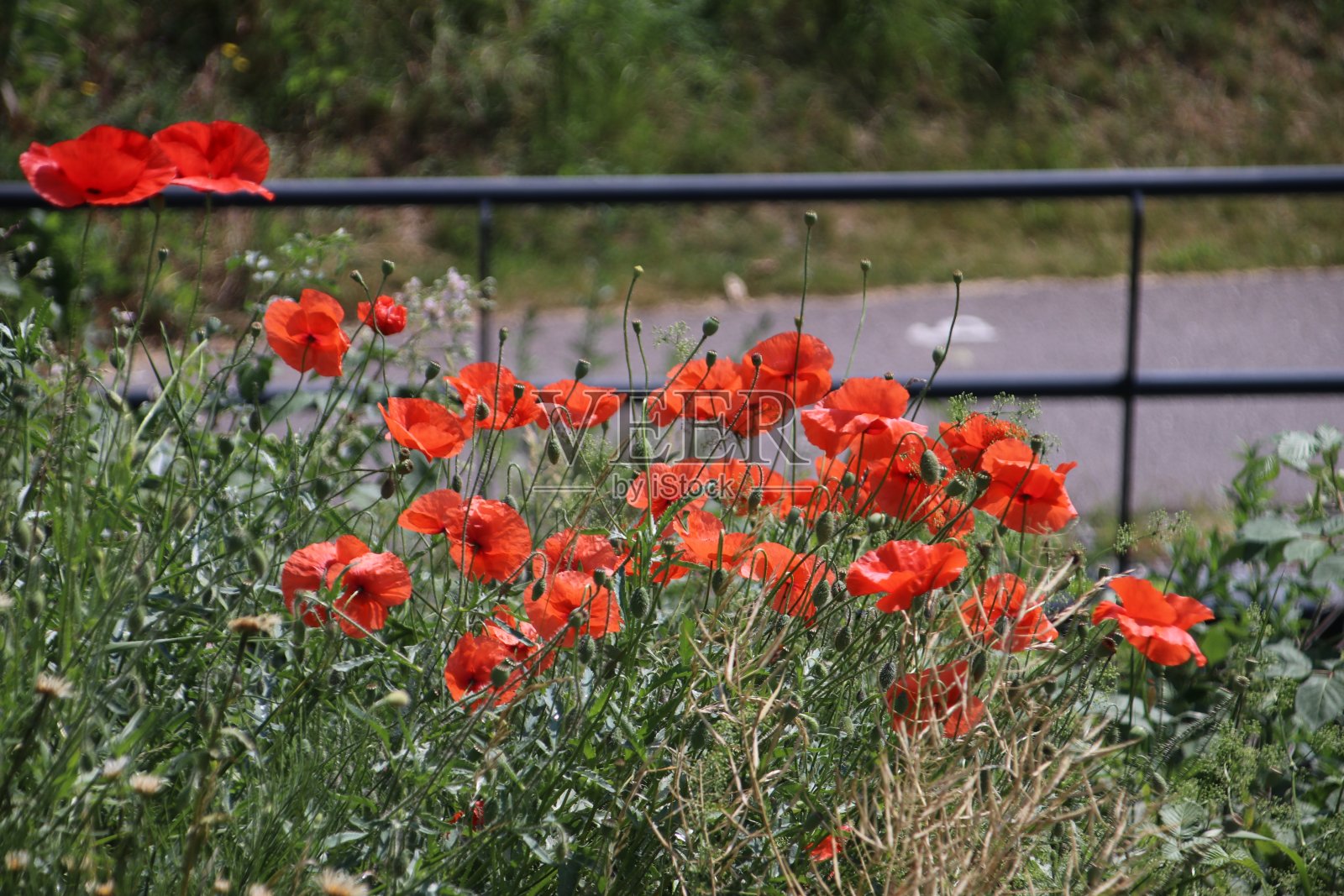 罂粟花与雏菊和其他野花沿着路边照片摄影图片