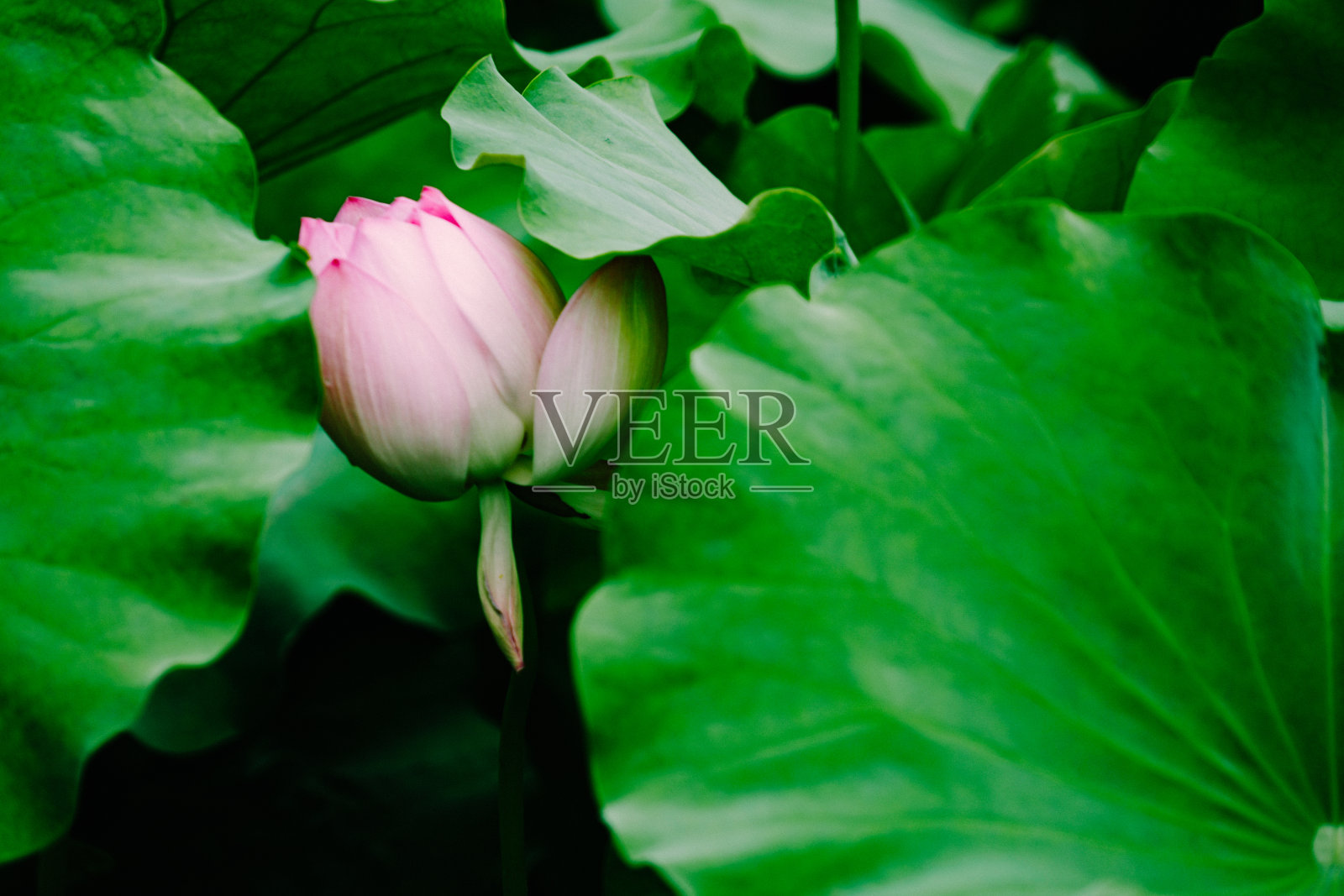 莲花照片摄影图片